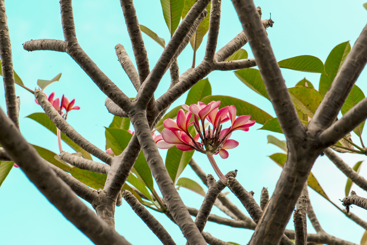 plumeria rubra