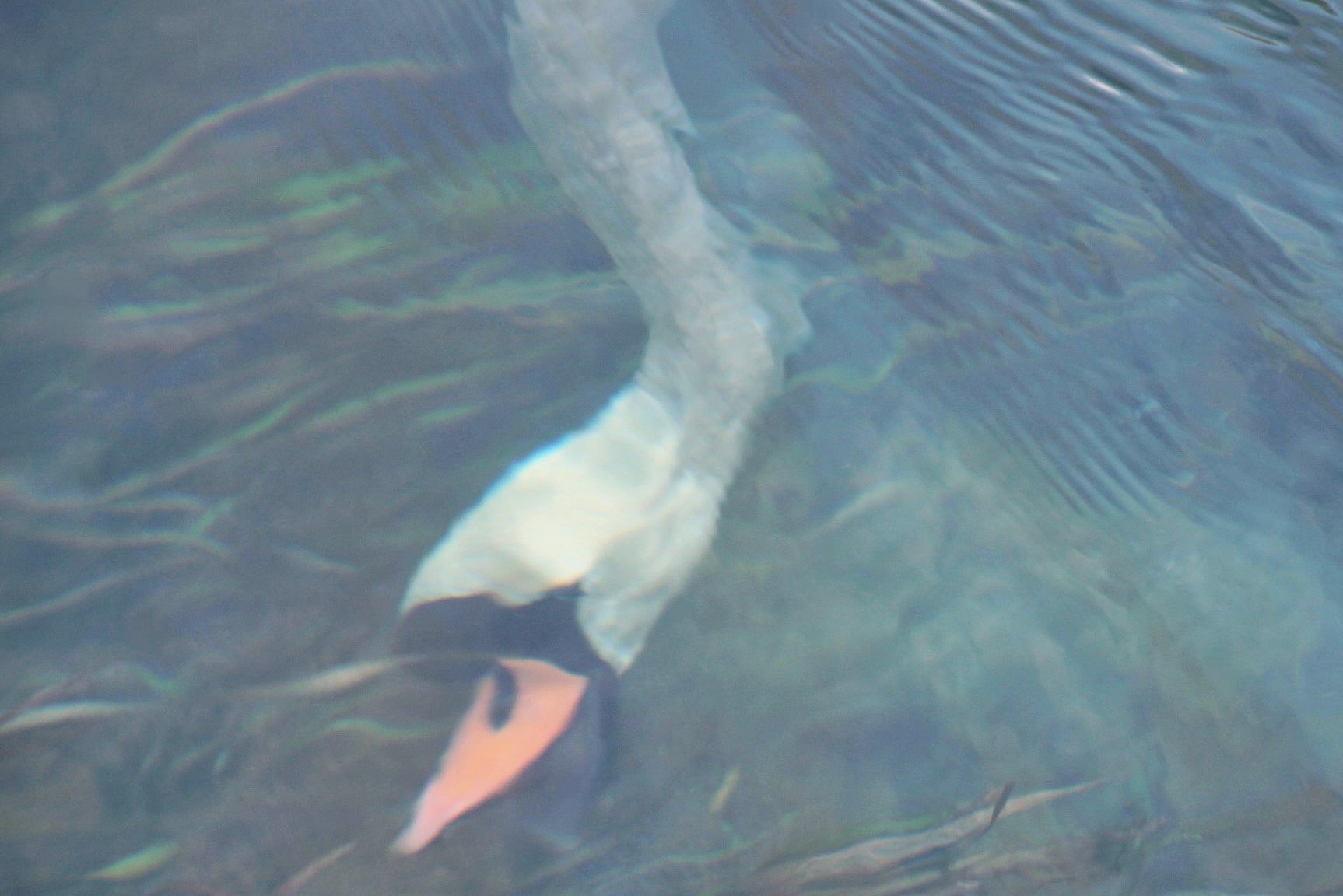 Swan apnea
