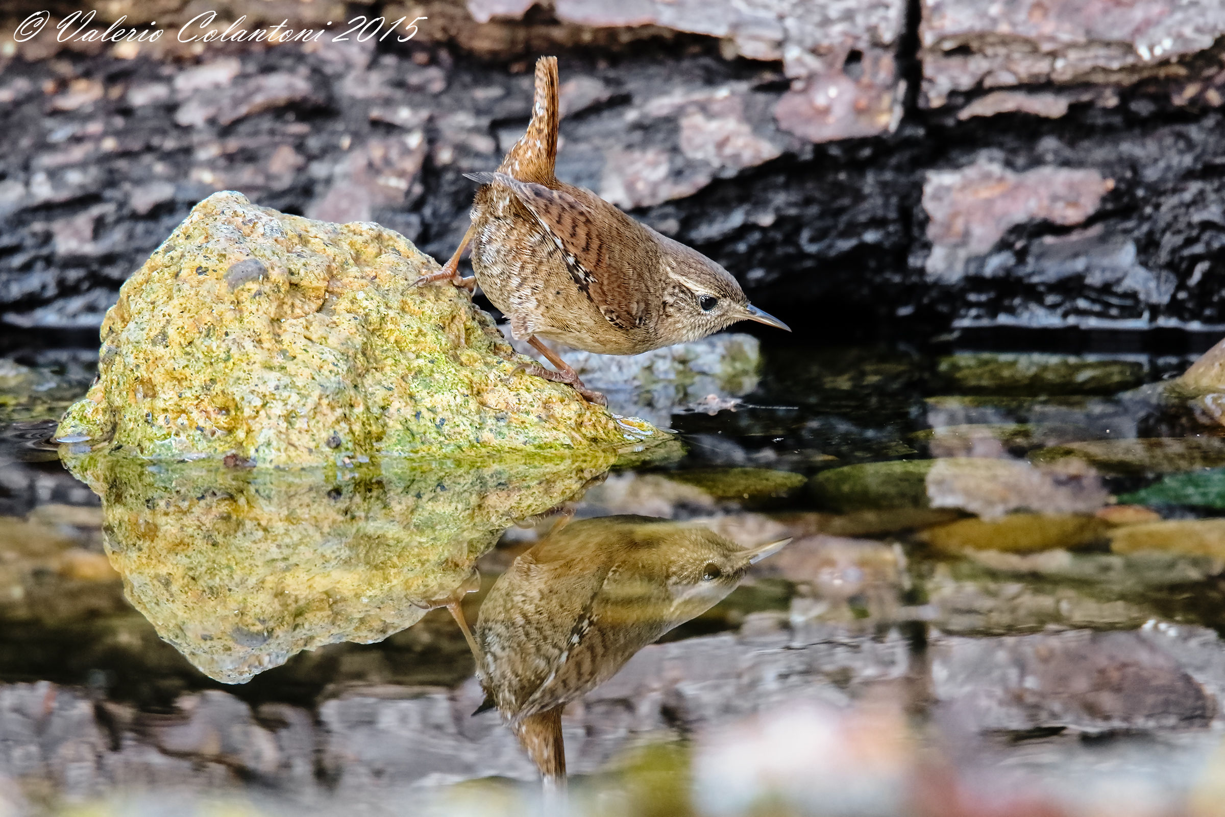 Scricciolo allo specchio...