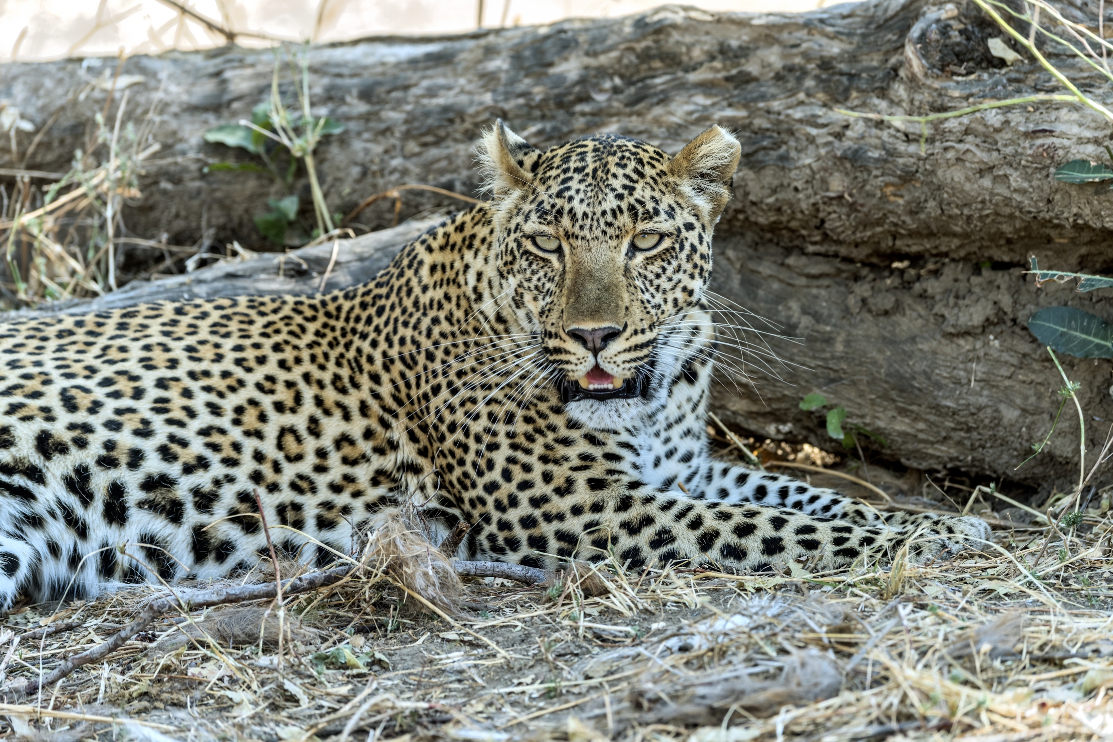 Zambia 2015 - Leopard