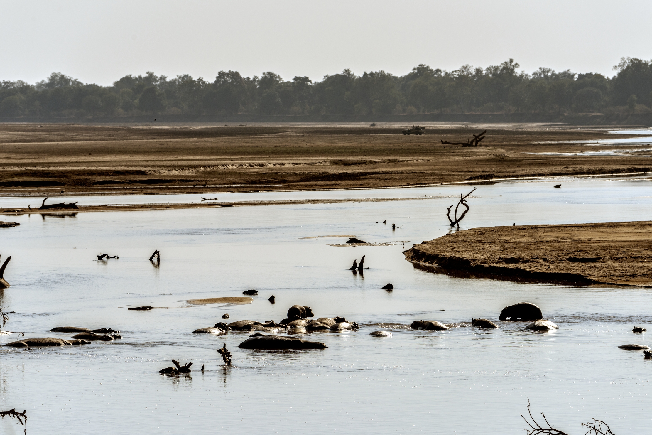 Zambia 2015 - Sul Luangwa