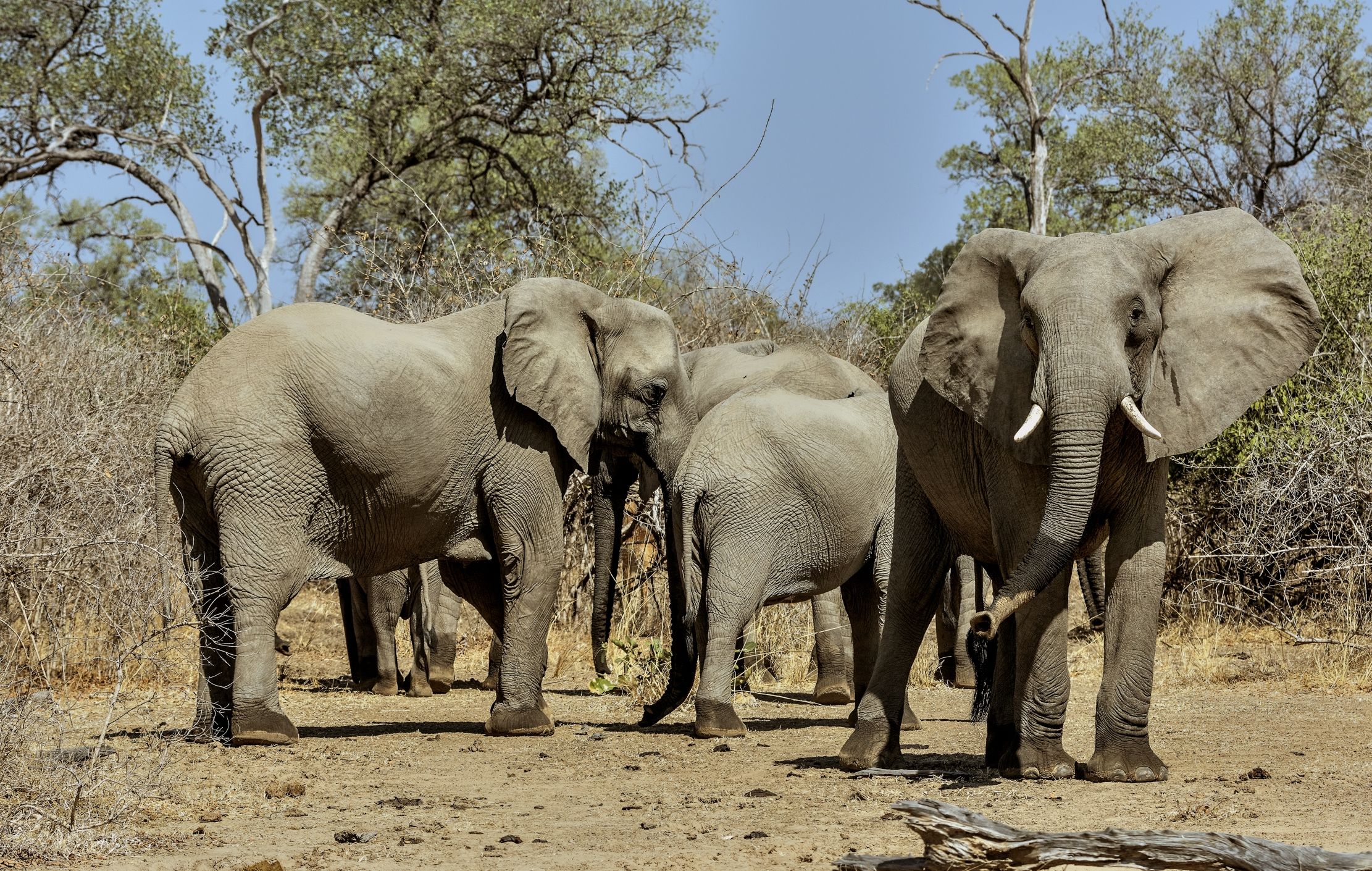 Zambia 2015 - Elephants