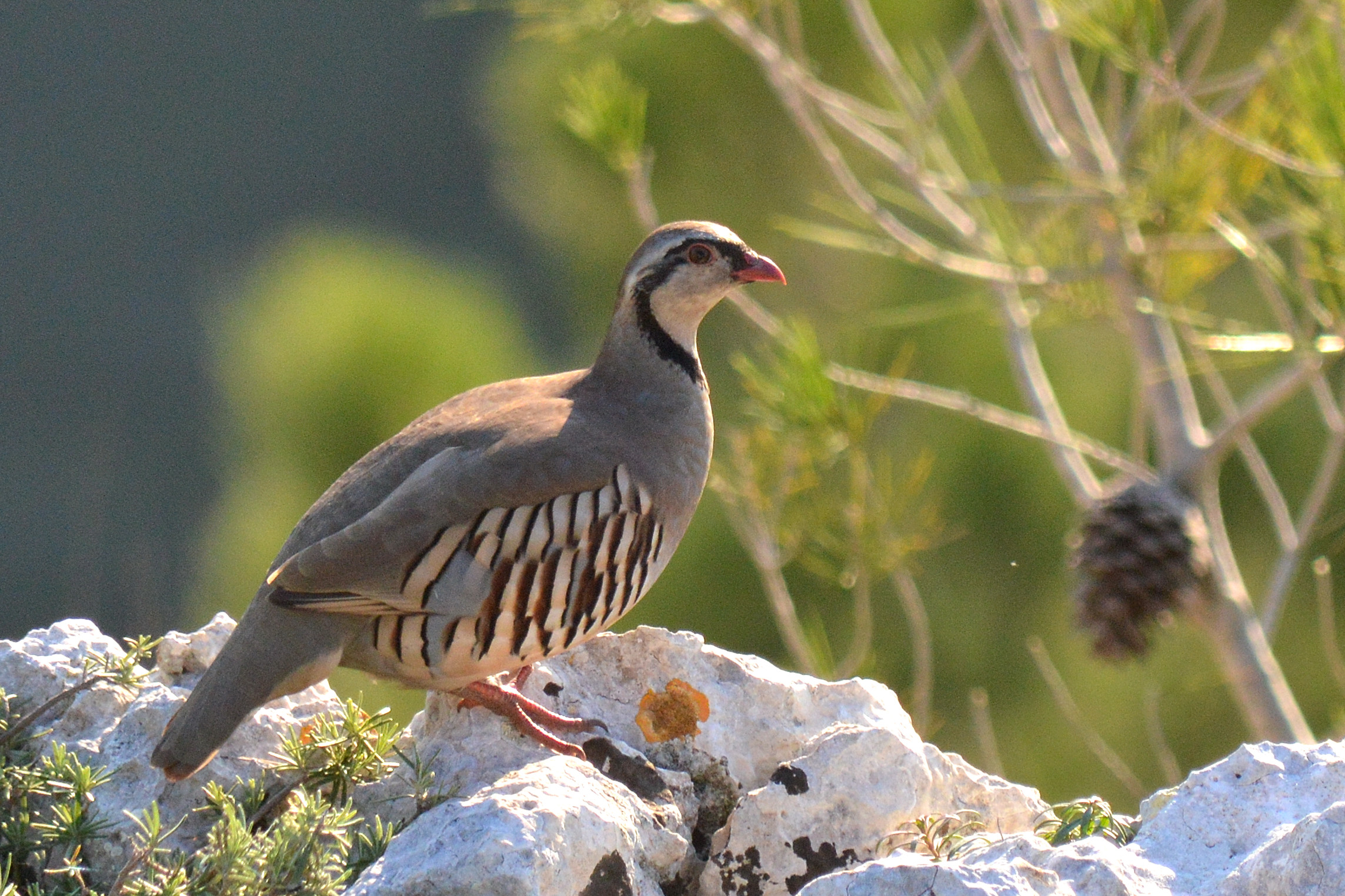 Alectoris graeca whitakeri