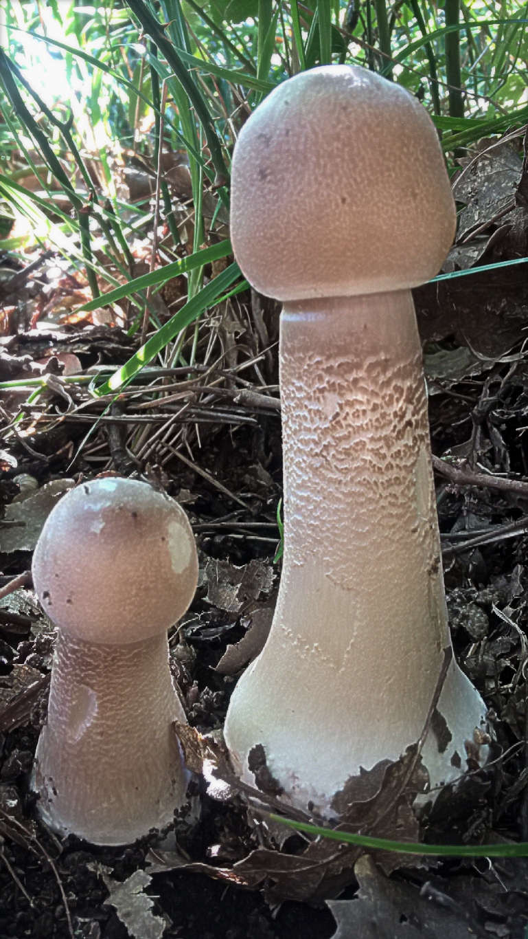 subliminal messages...