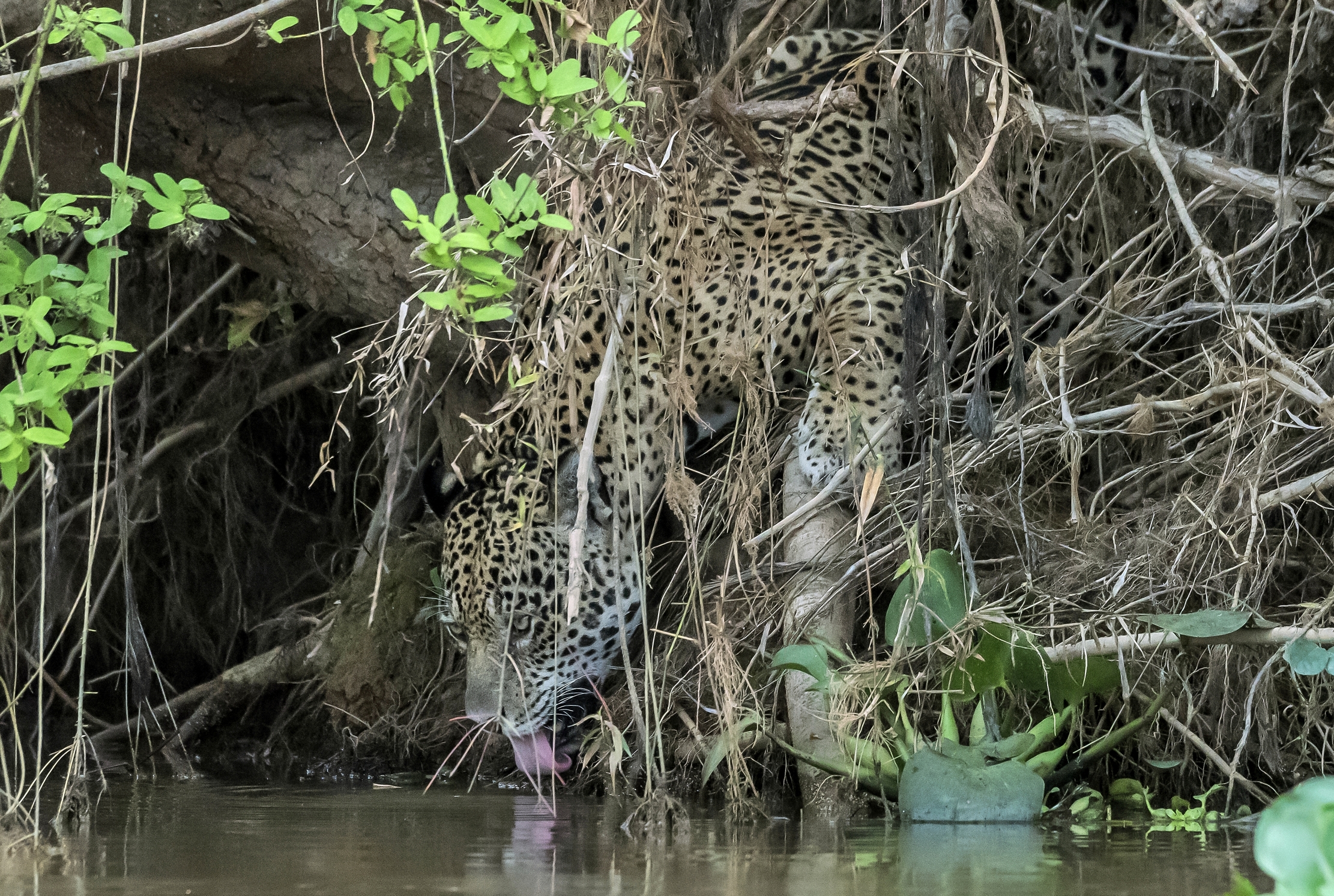 Pantanal 2015 - Jaguar