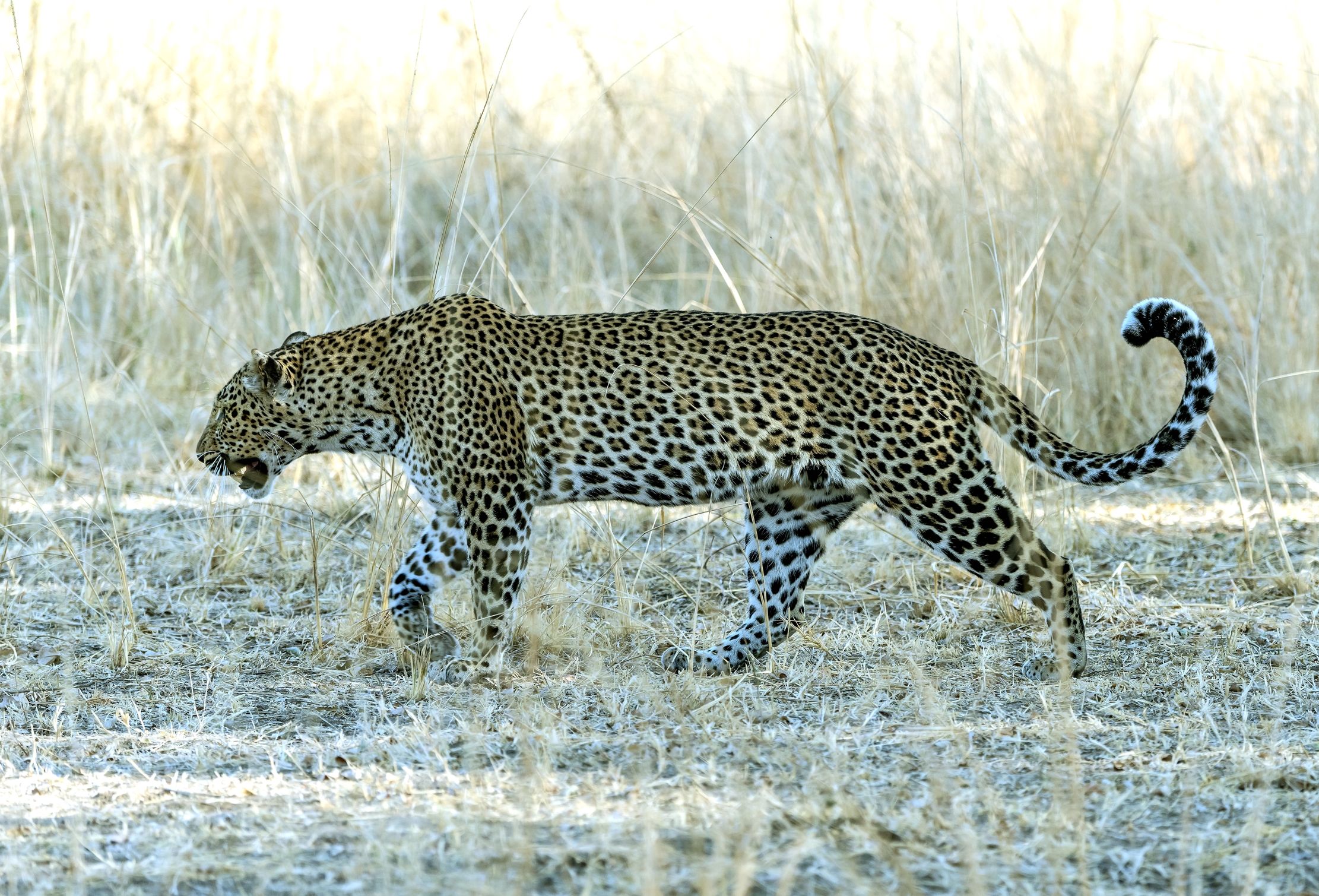 Zambia 2015 - Leopard