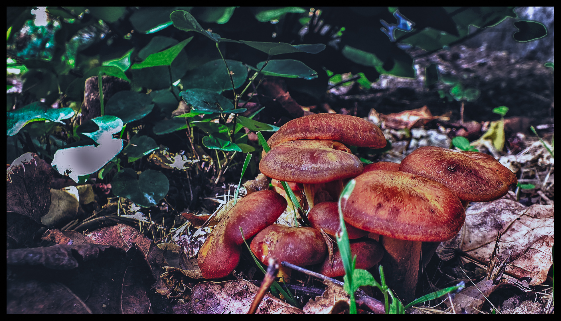 Mushrooms