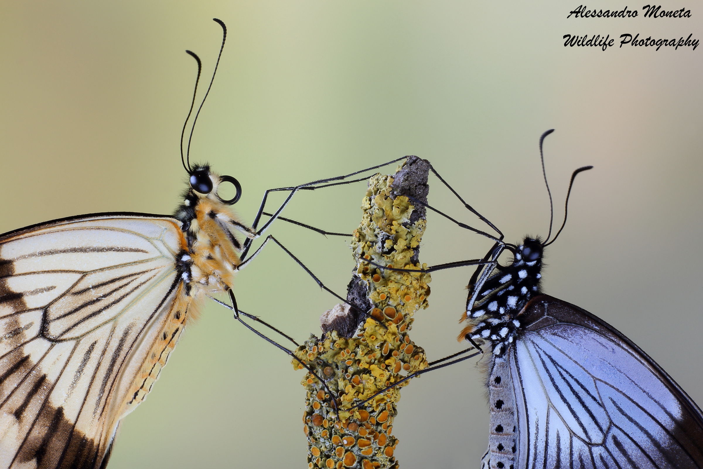 Papilio dardanus foreground