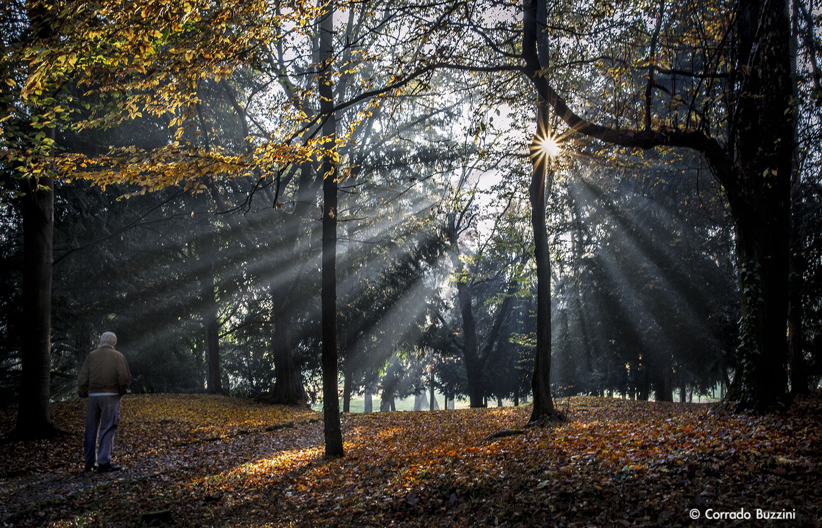 Monza Park Landscape in the park