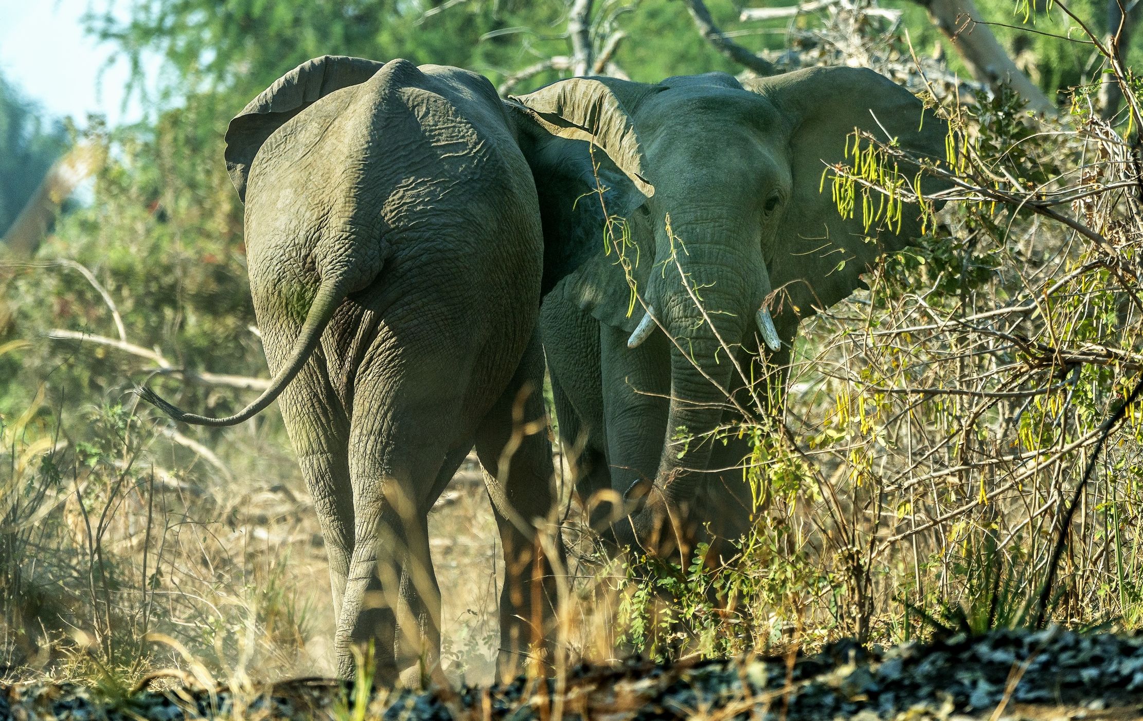 Zambia 2015 - Elephants