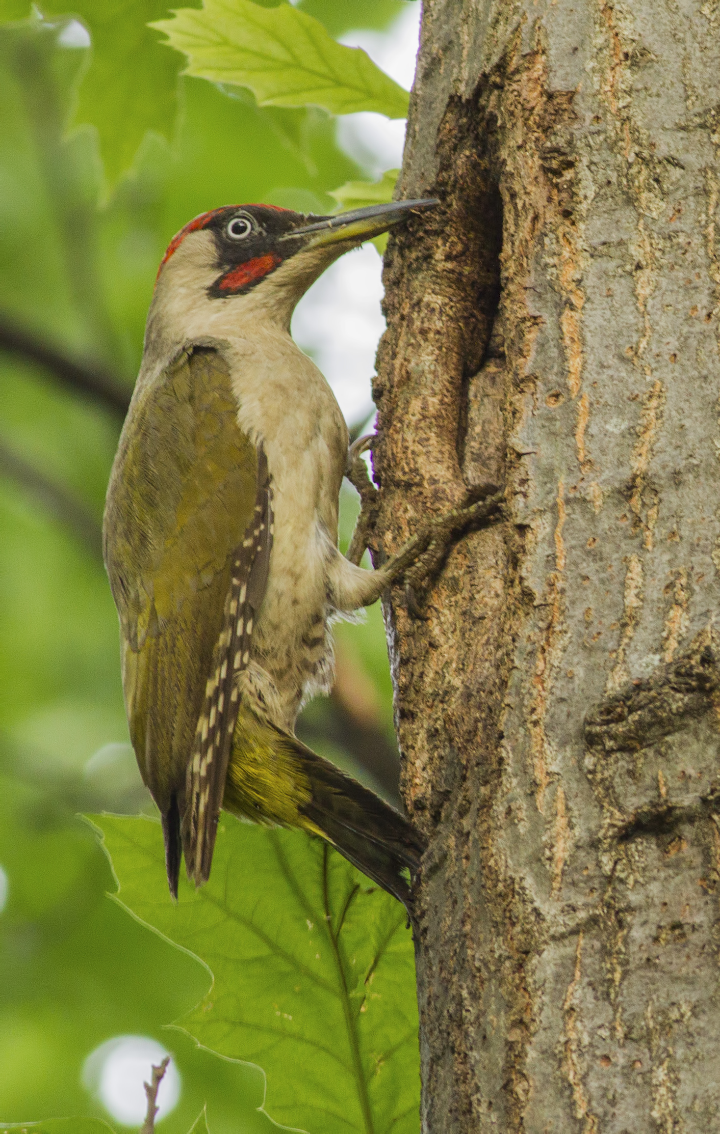 Green woodpecker