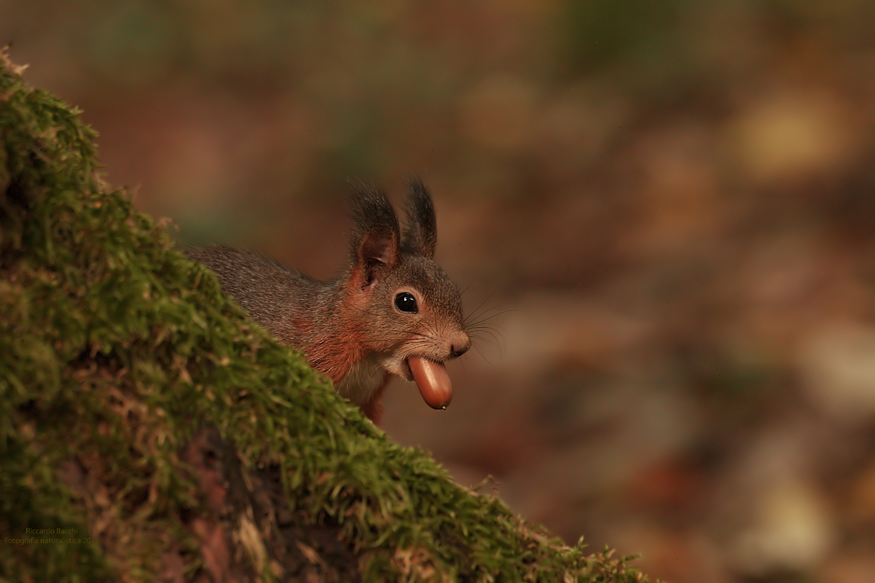 Scoiattolo Rosso & Ghianda di Quercia