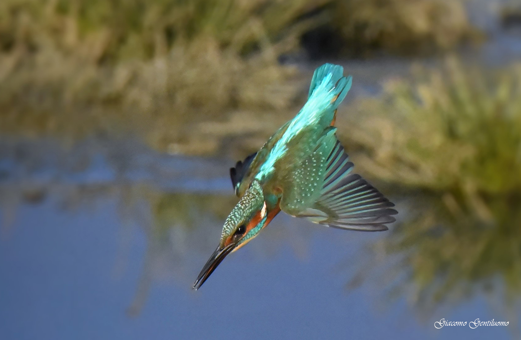 via per un altro tuffo