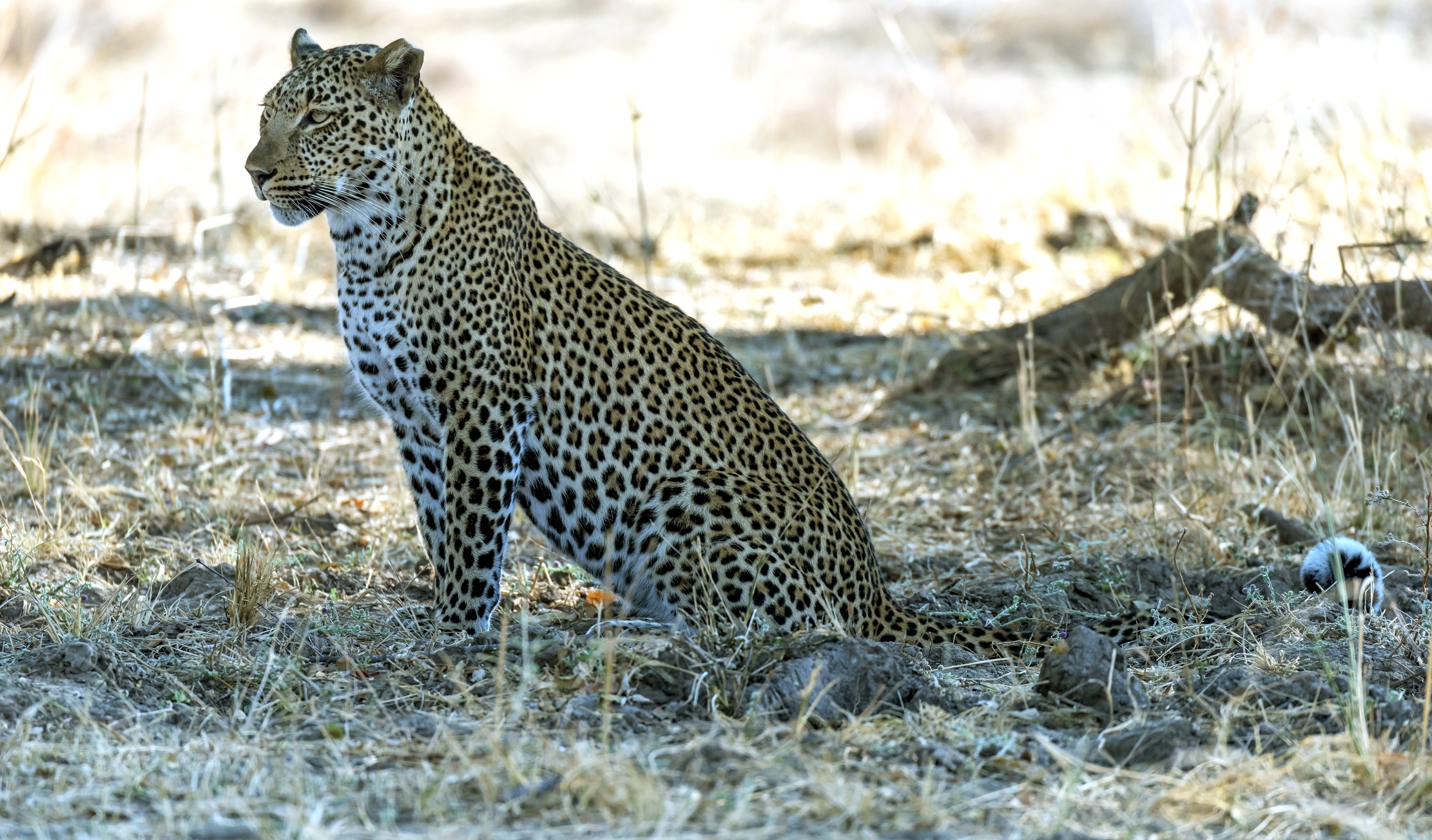 Zambia 2015 - Leopard