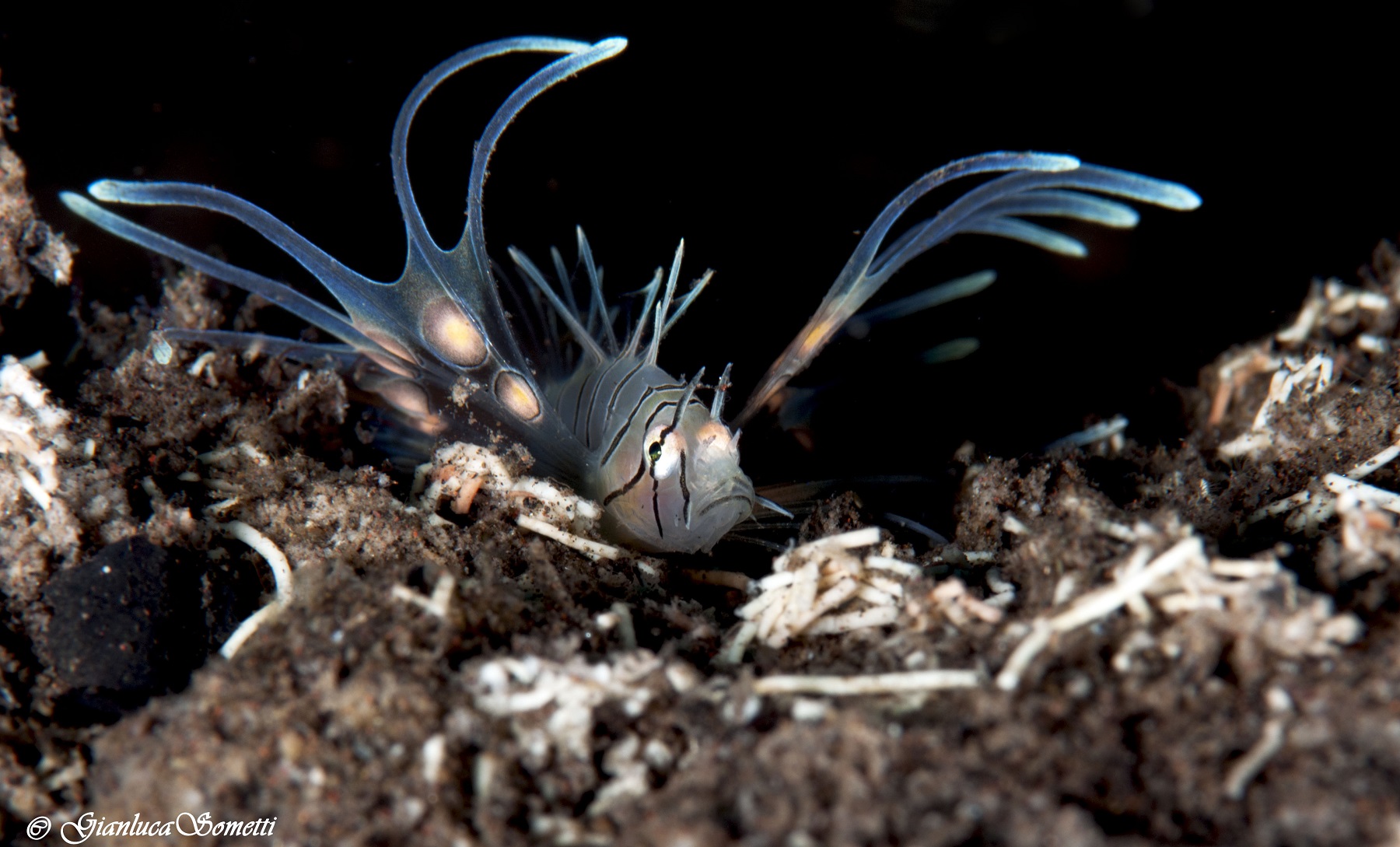 juvenile lion fish