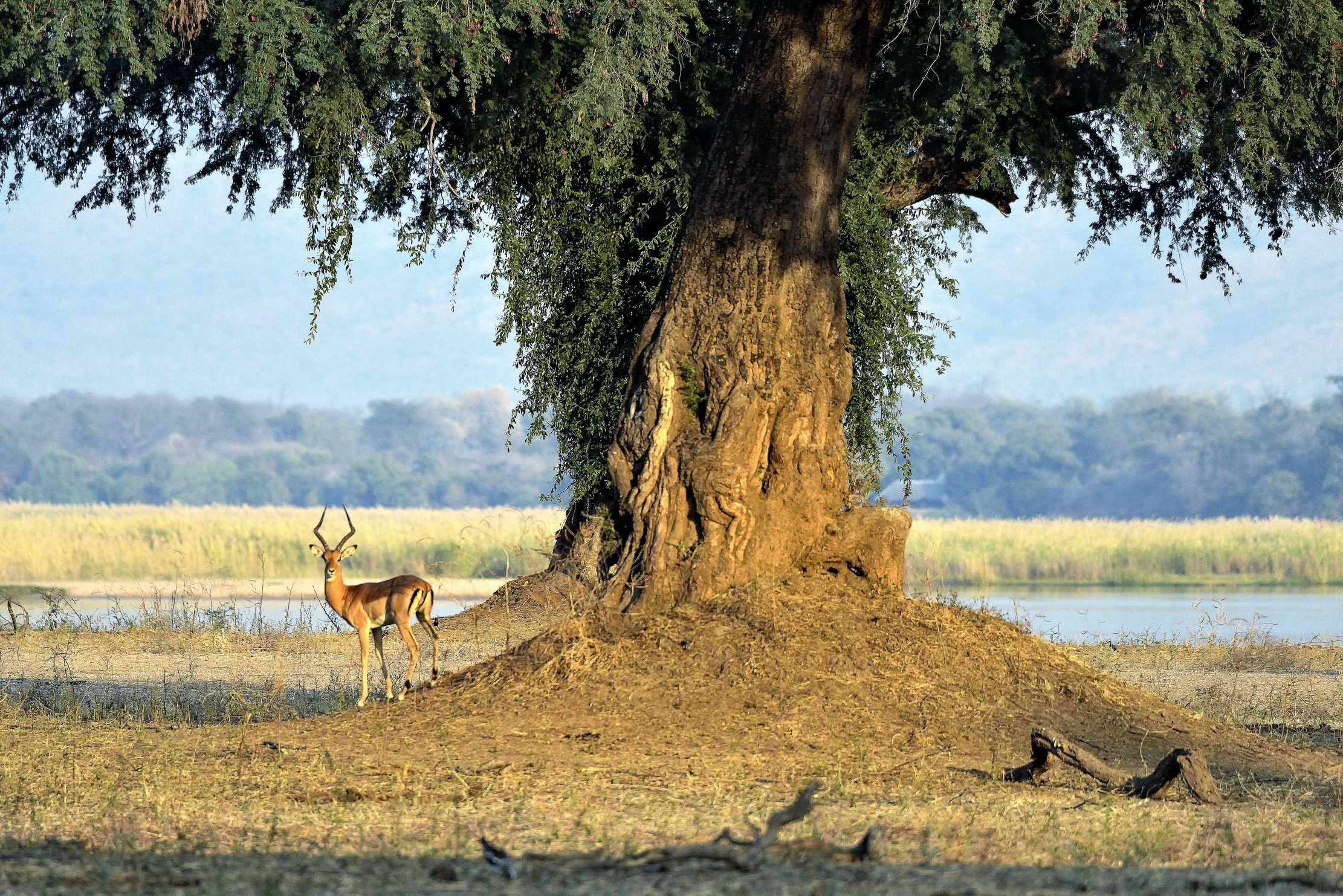 Zimbawe 2015 - Sotto il grande albero sul Luangwa