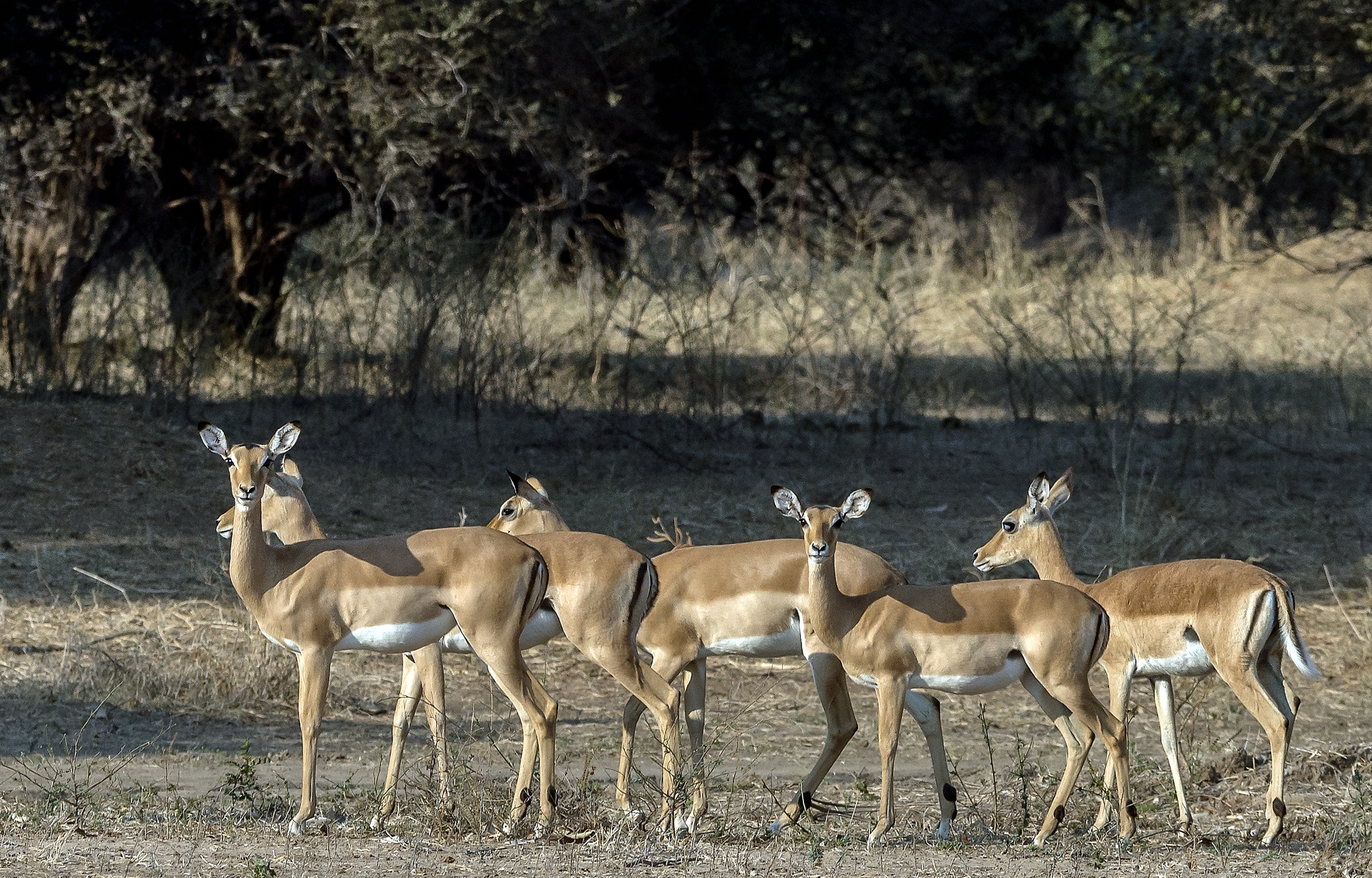 Zimbawe 2015 - Impala