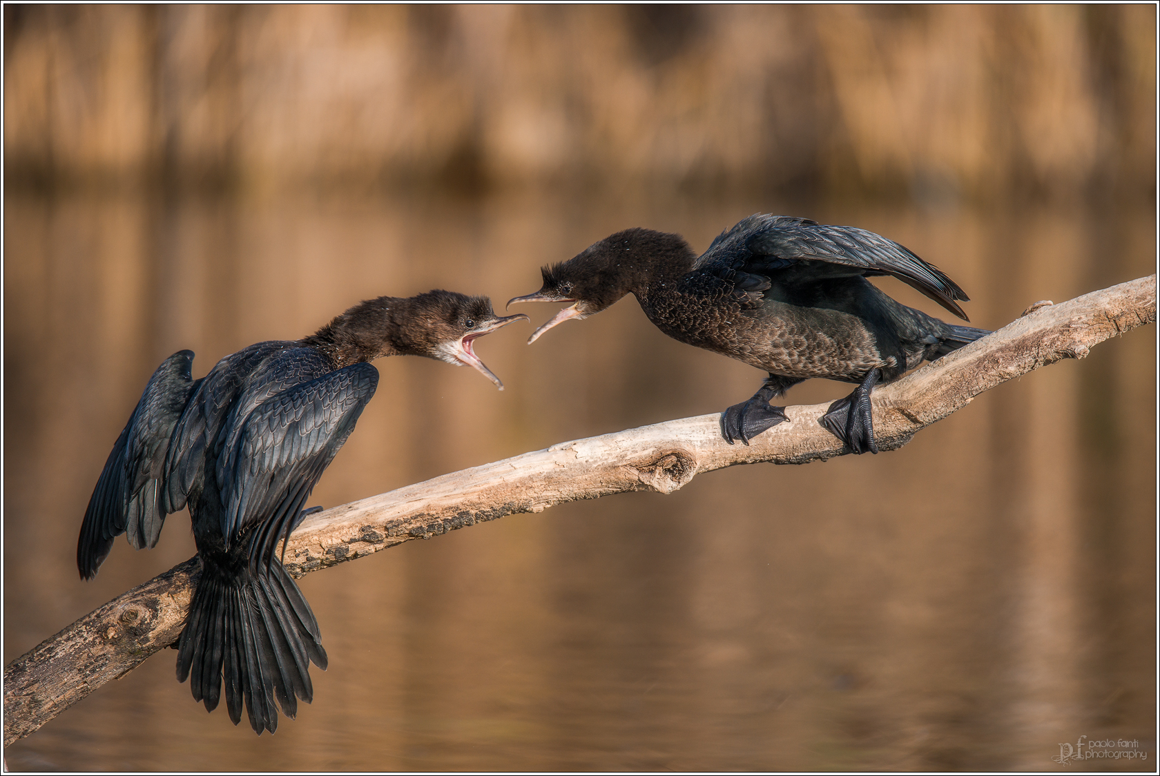 There scuffle in the air!