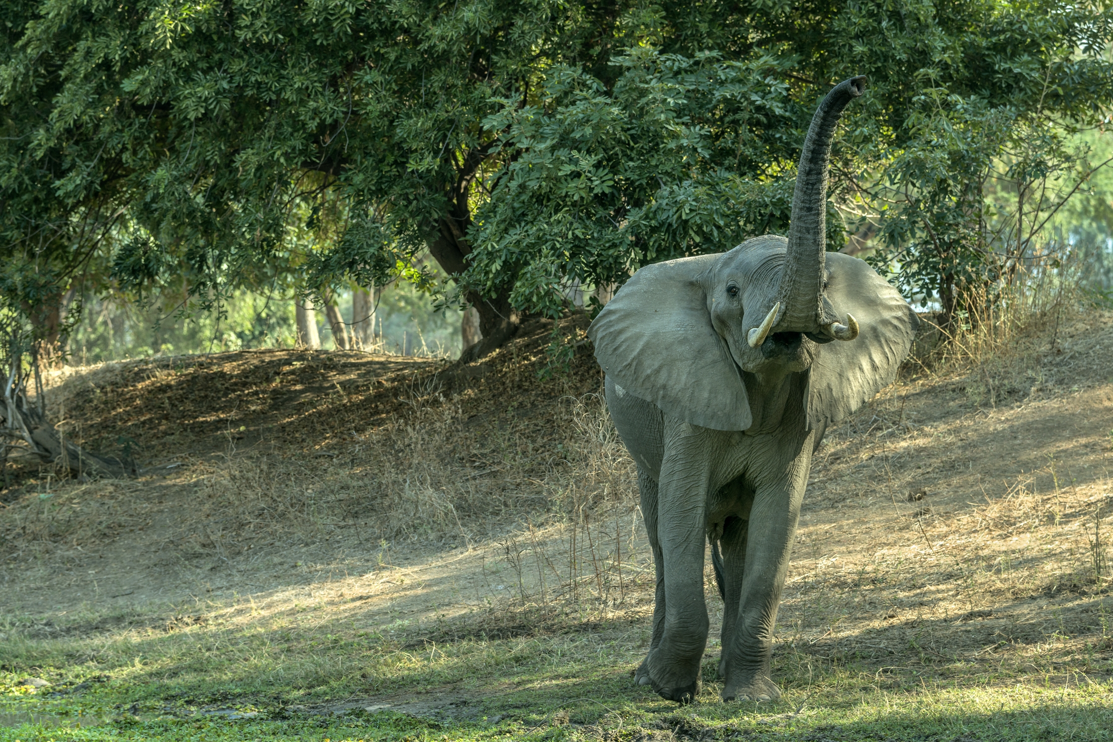 Zambia 2015 - Elefhant