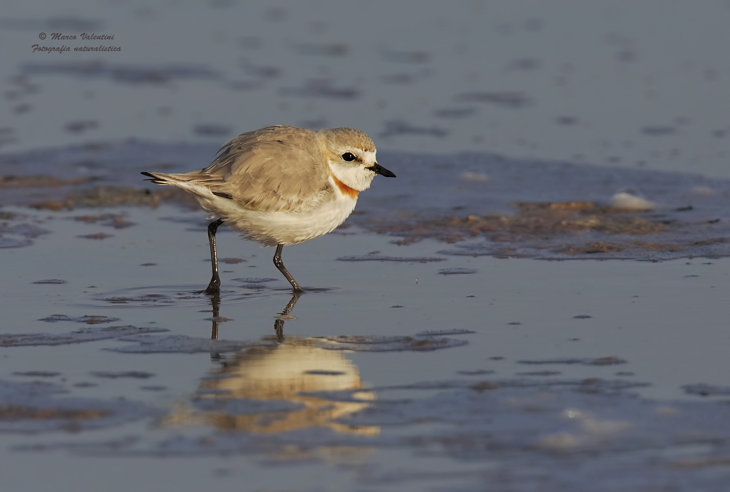 Courier bandacastana