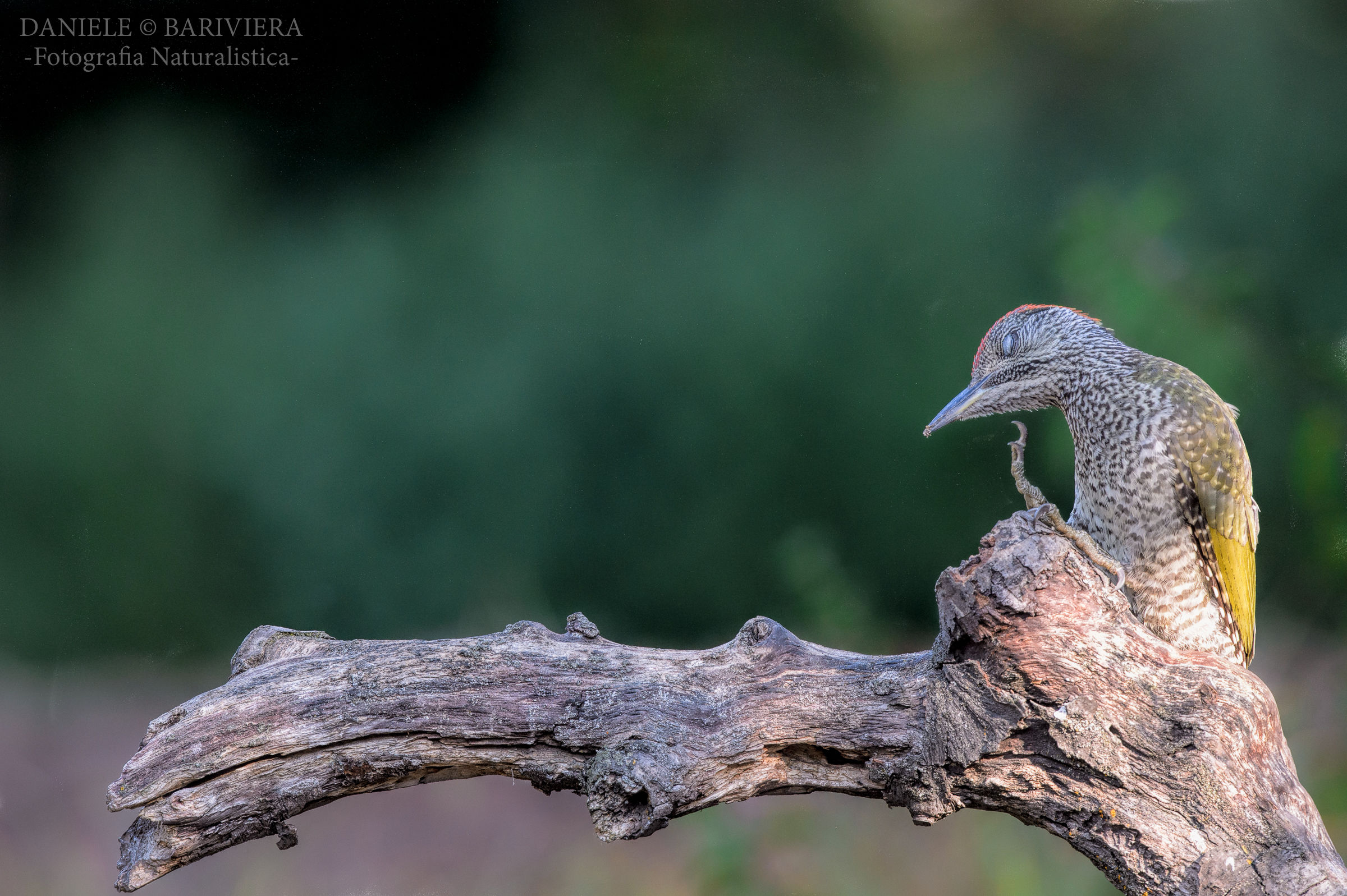 la grattatina del giovane verde