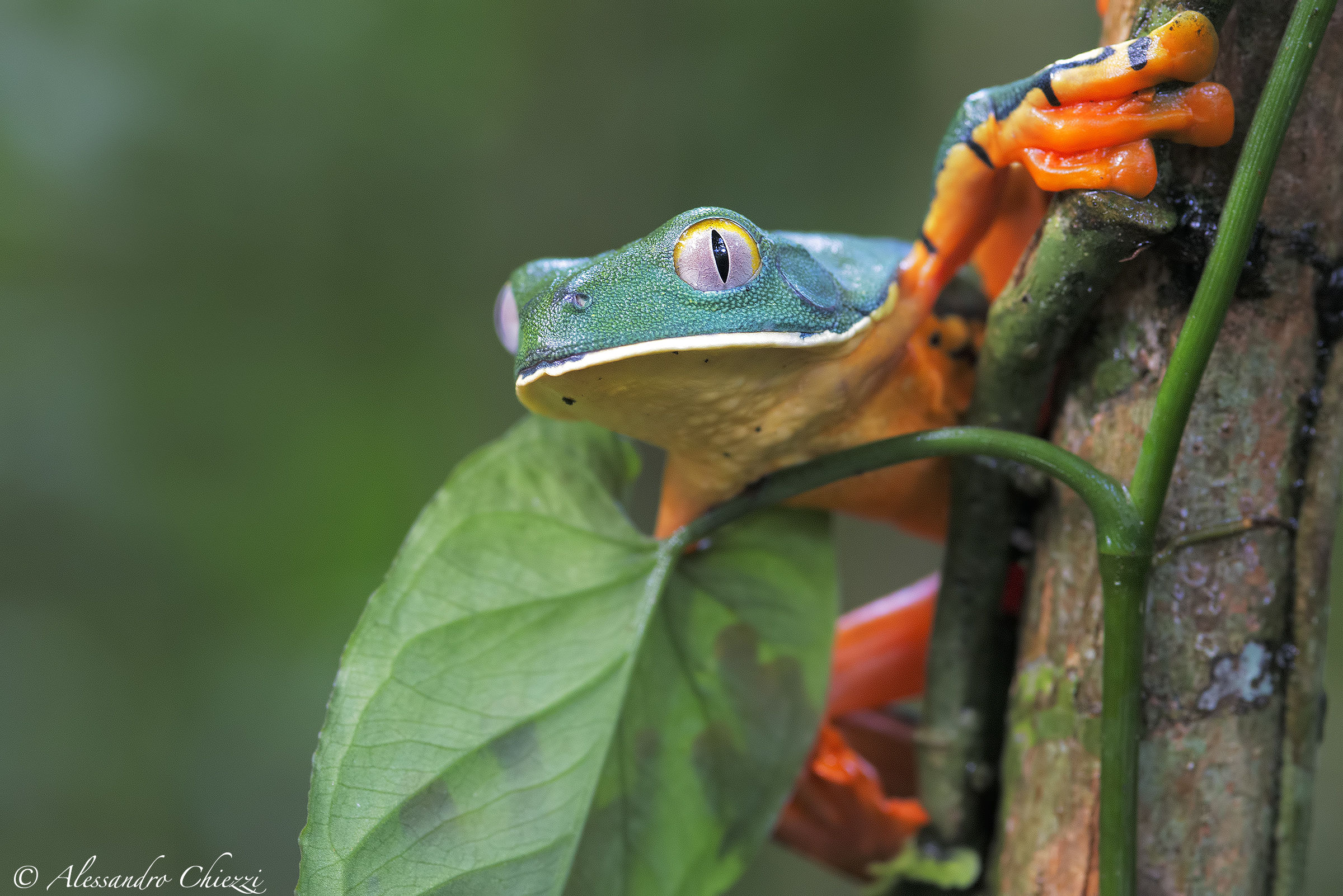 Agalycnis calcarifer
