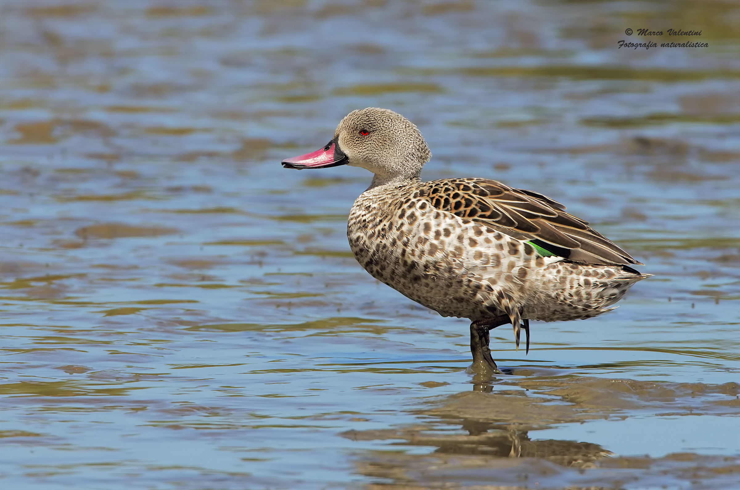Cape Teal