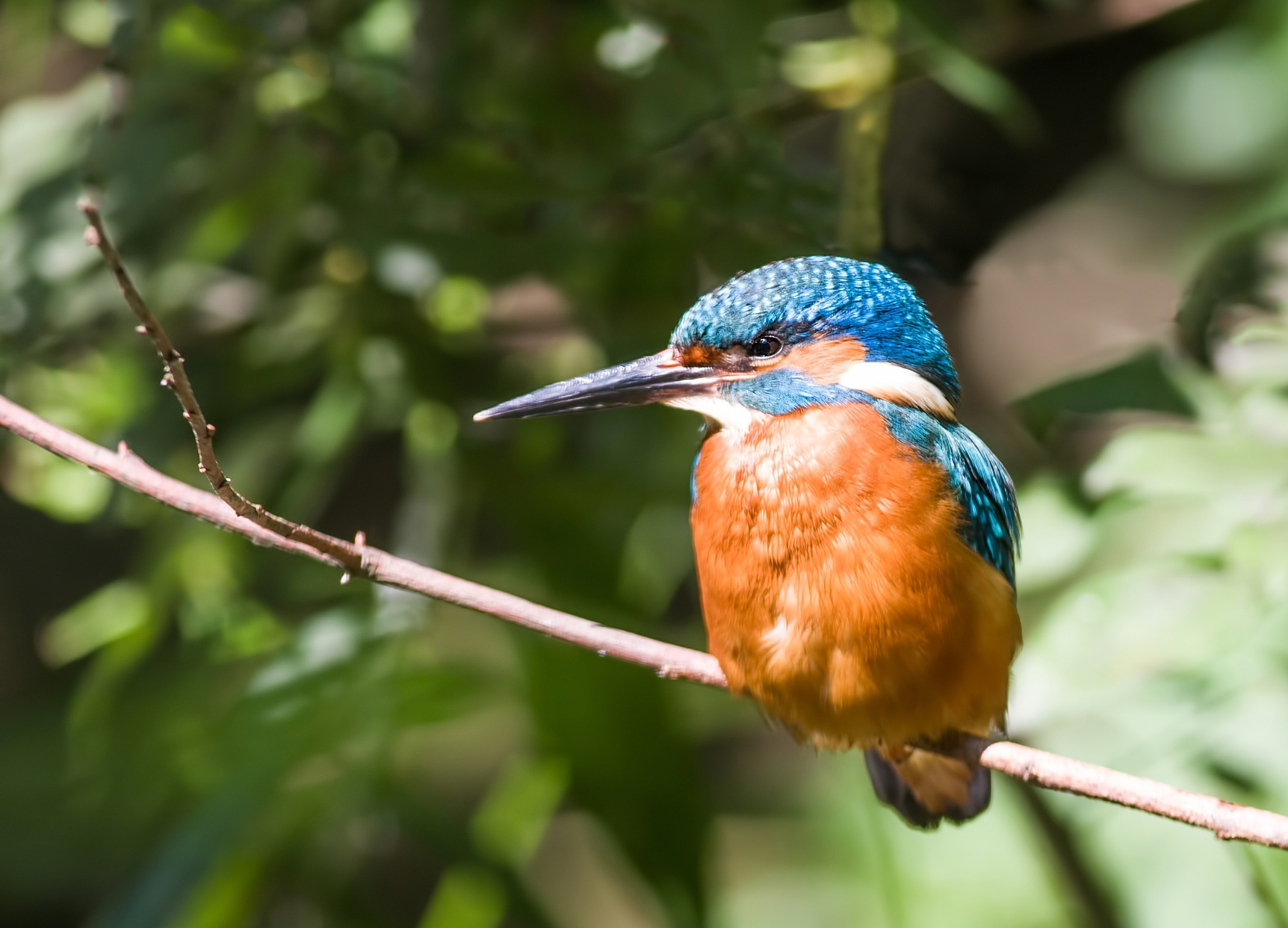 Kingfisher