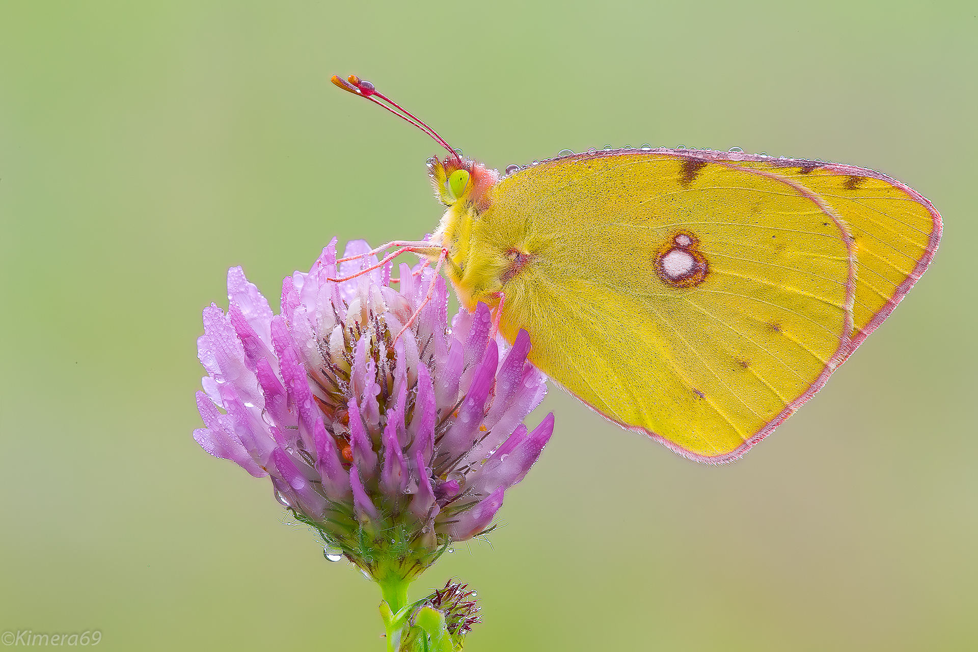 Colias Sp - Gentle -