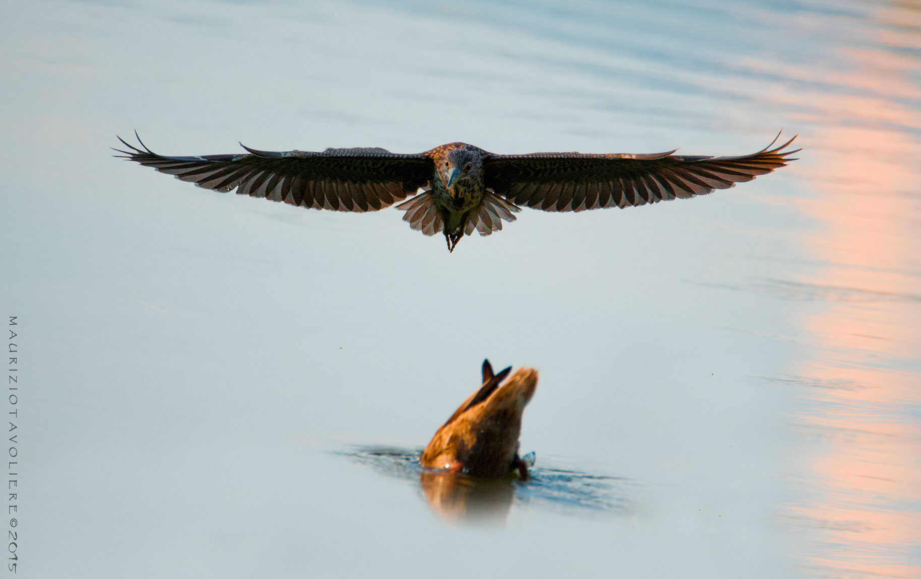 Nitticora Vs Germano