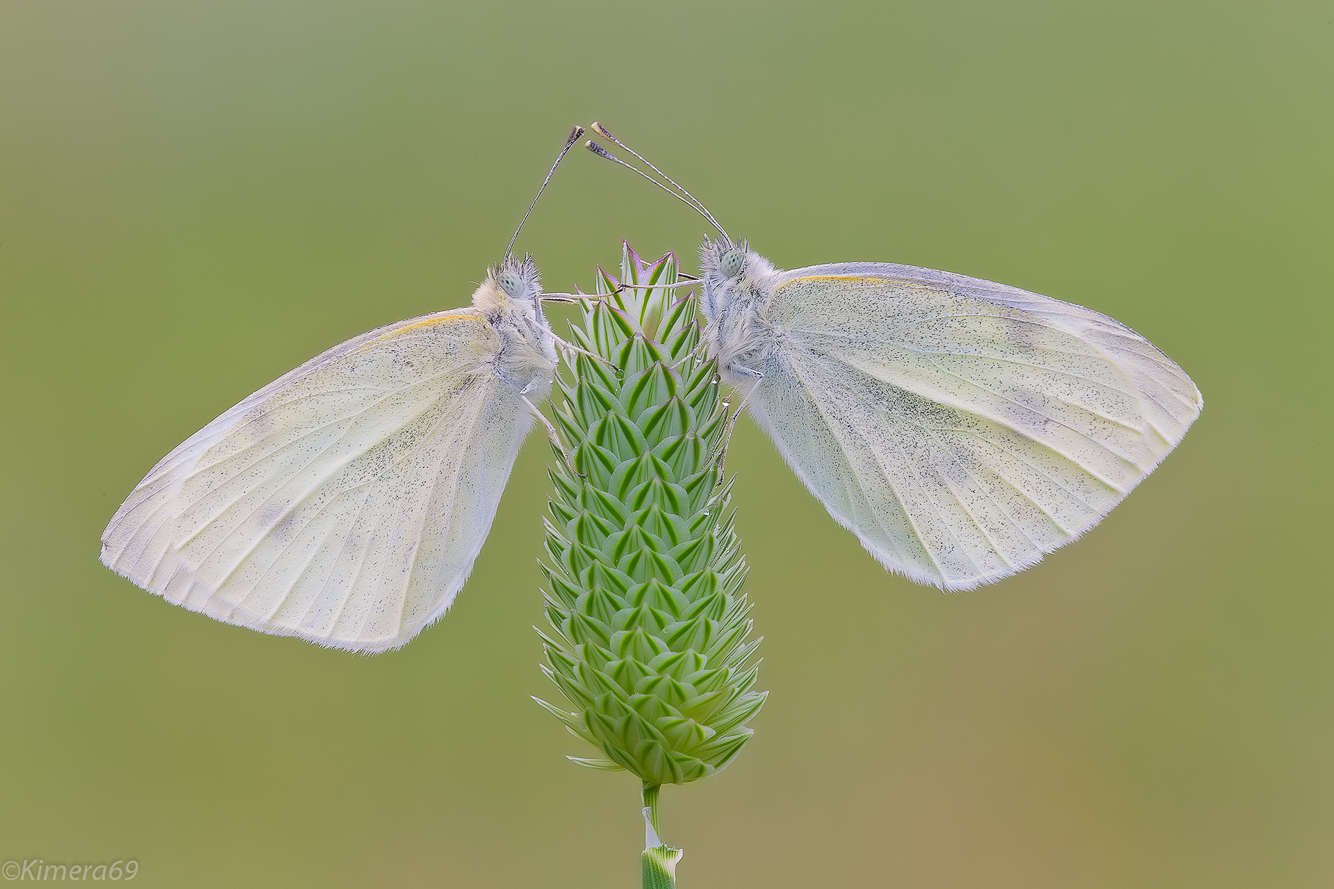 sfiorami - Pieris Sp -
