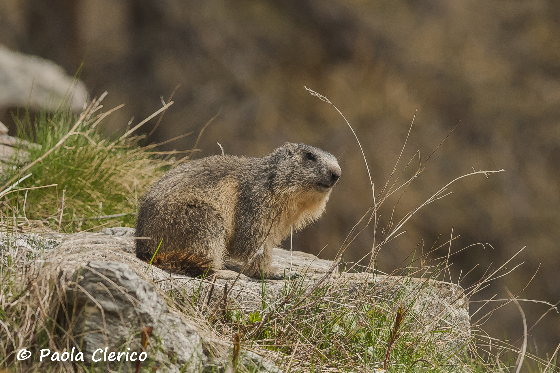 Una simpatica marmotta