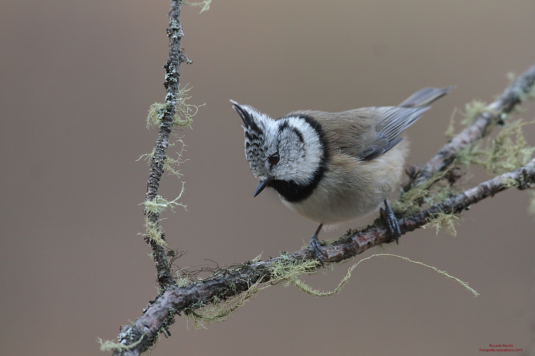 Cincia dal Ciuffo & Lichene