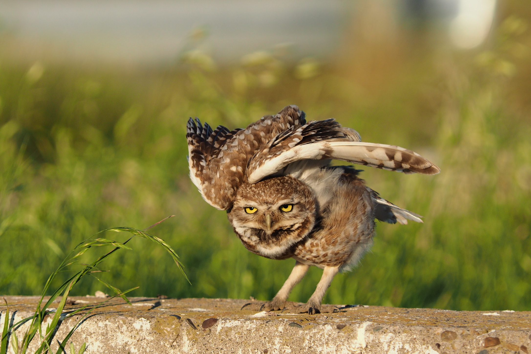 Stretching della civetta delle tane.