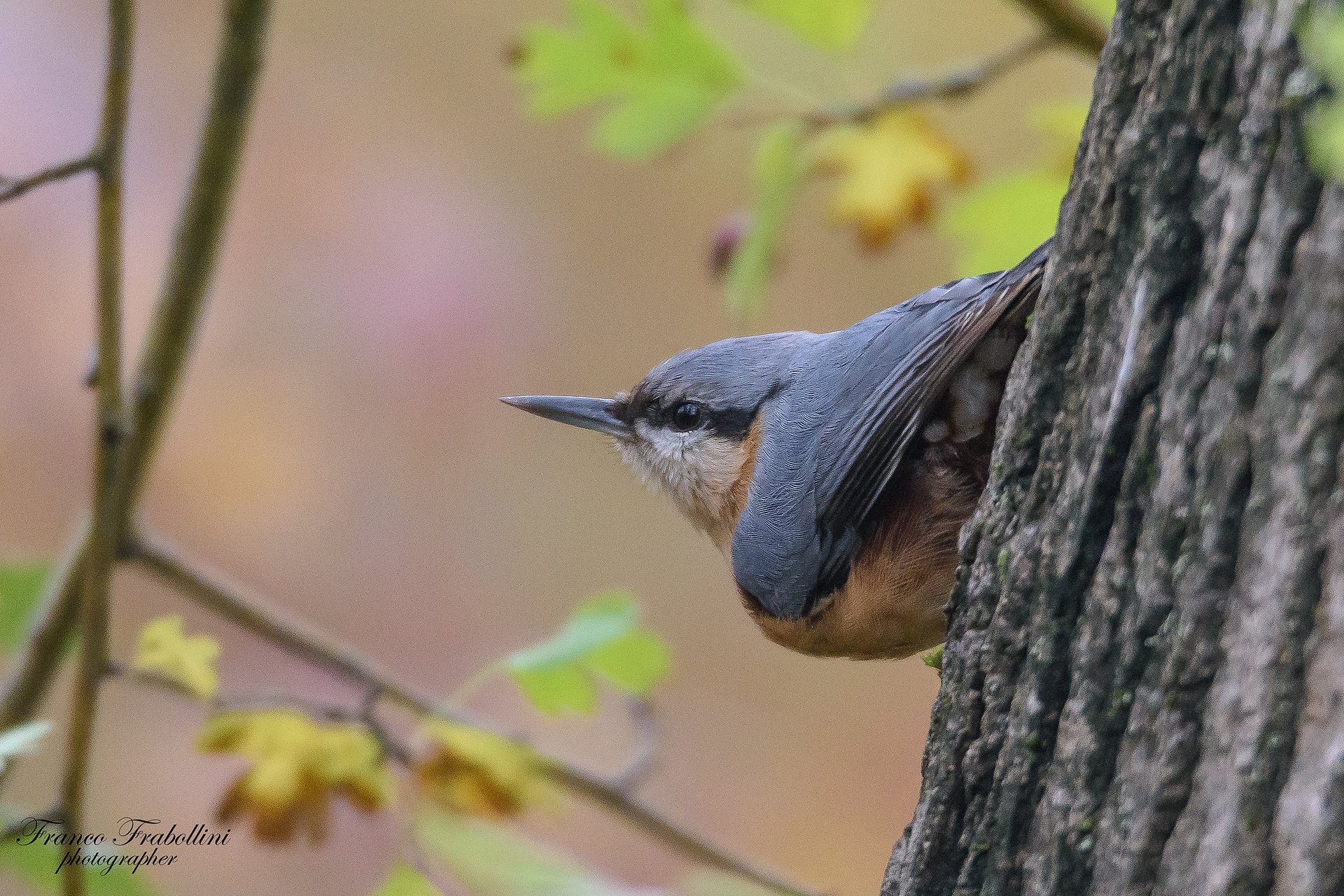 Nuthatch