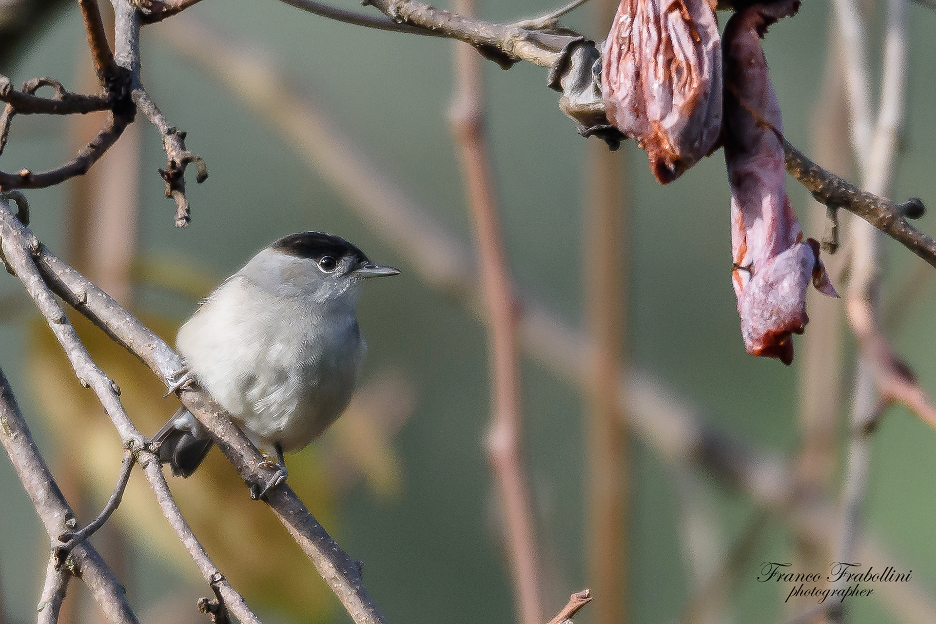Male blackcap