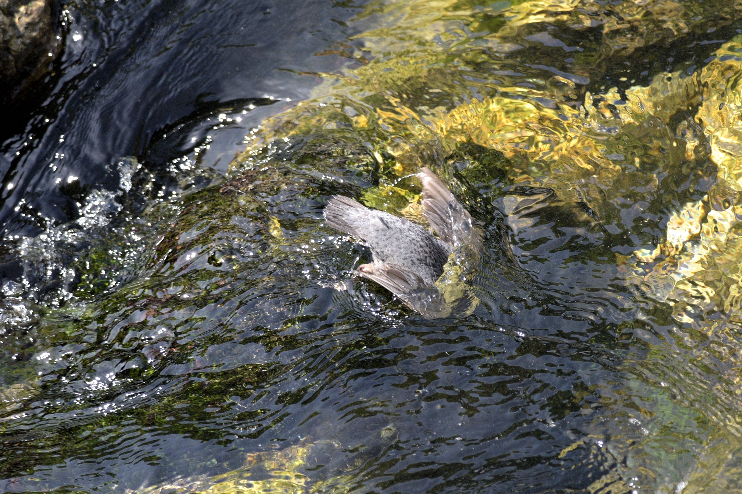 merlo acquaiolo in tuffo.