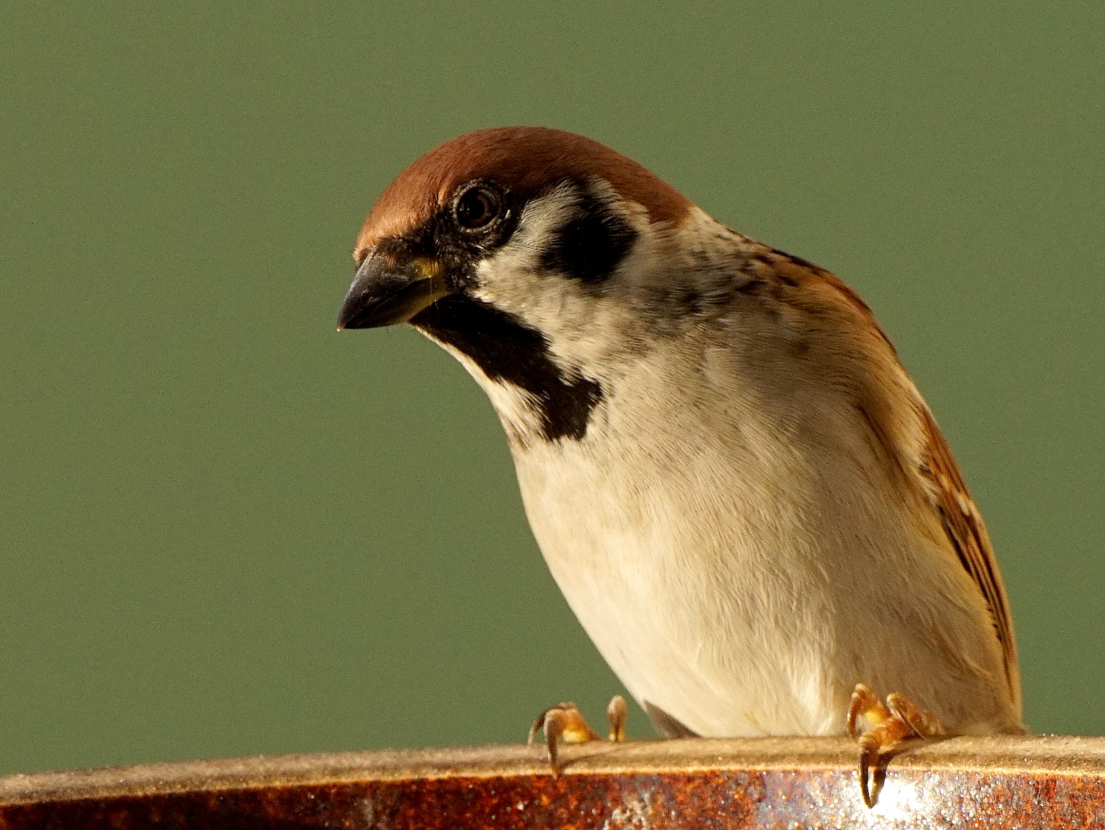 My faithfull client!