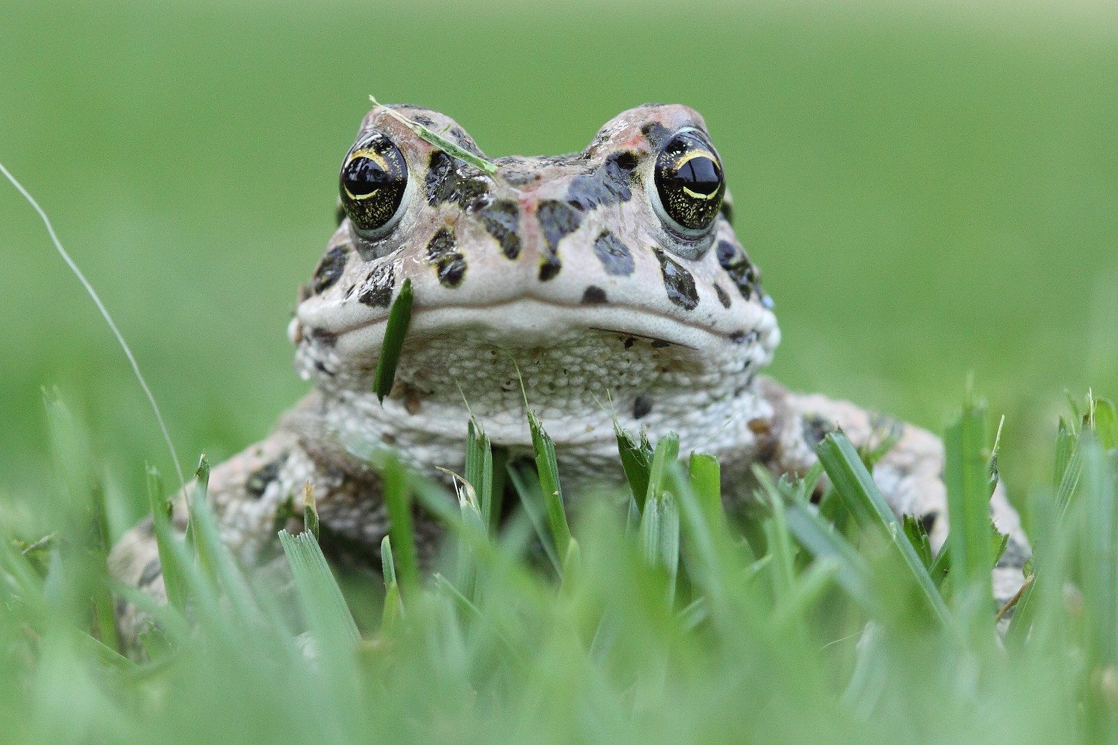 Sono un bel Principe...dammi un bacio....