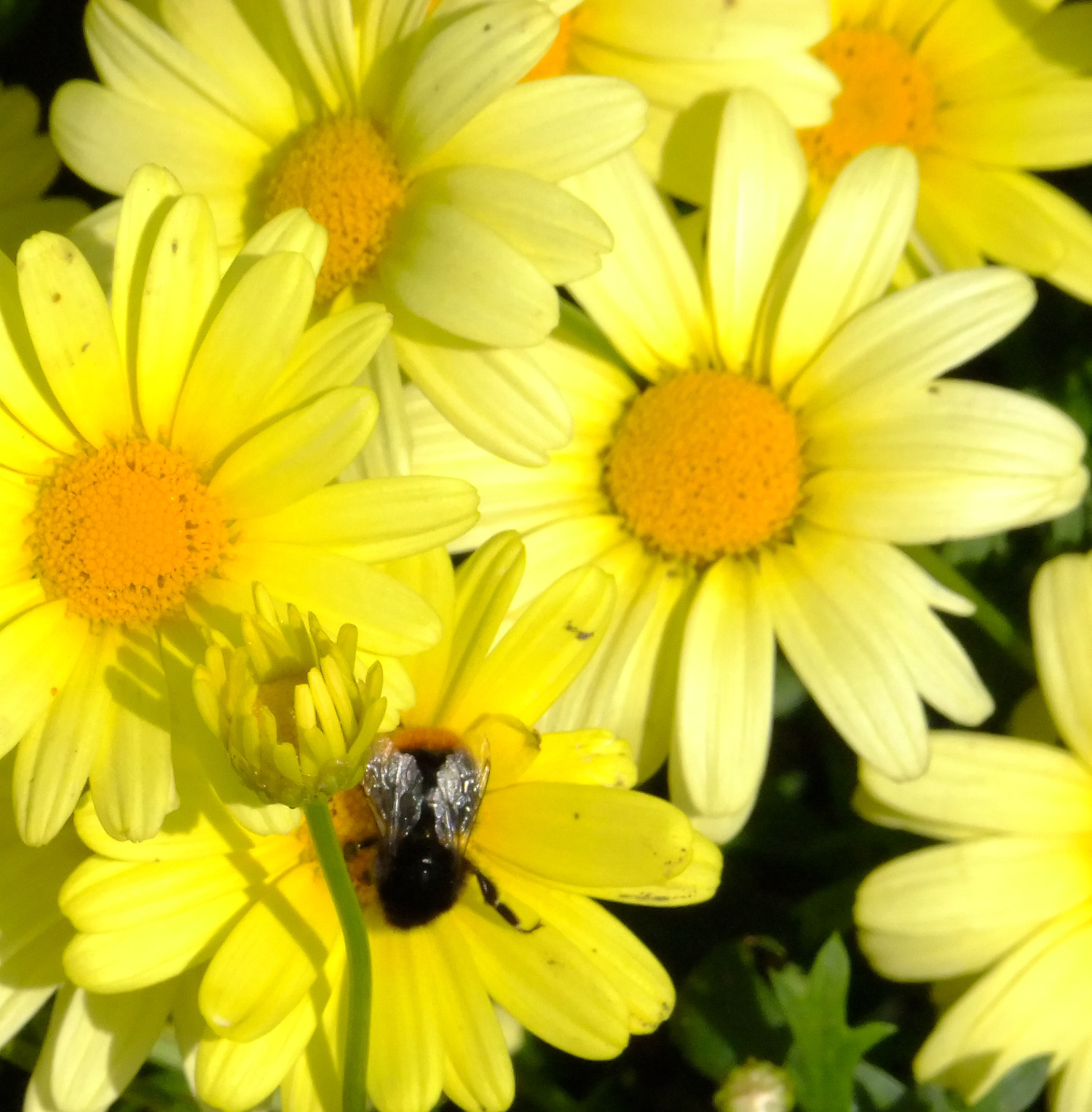 margherite con ospite