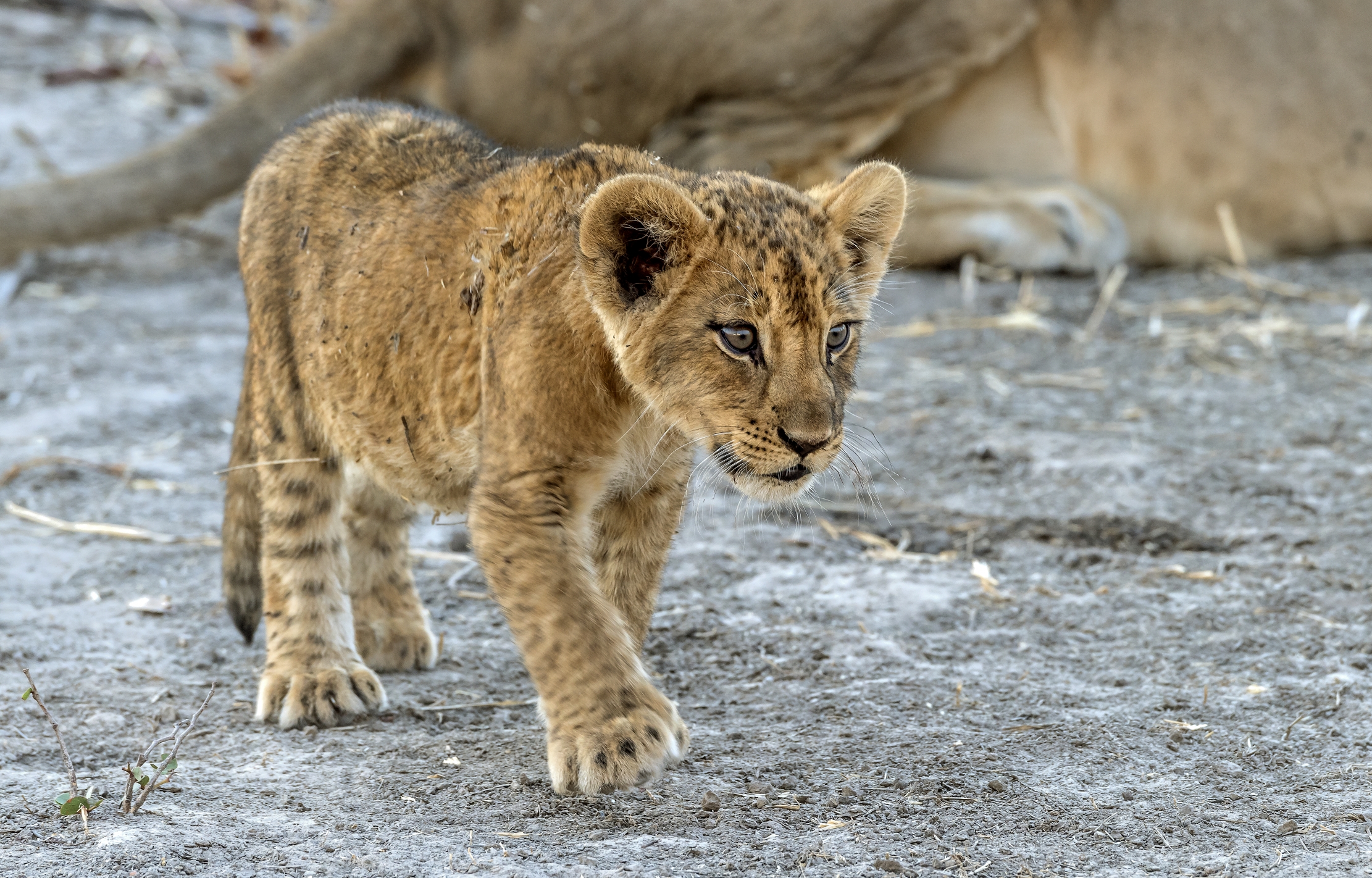 Zambia 2015 - Cucciolino