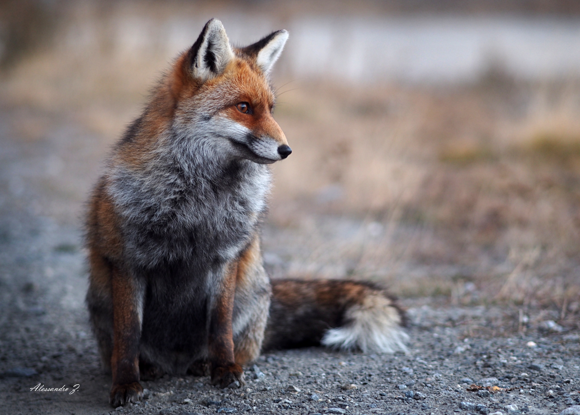 La mia compagna di uscite astrofotografiche