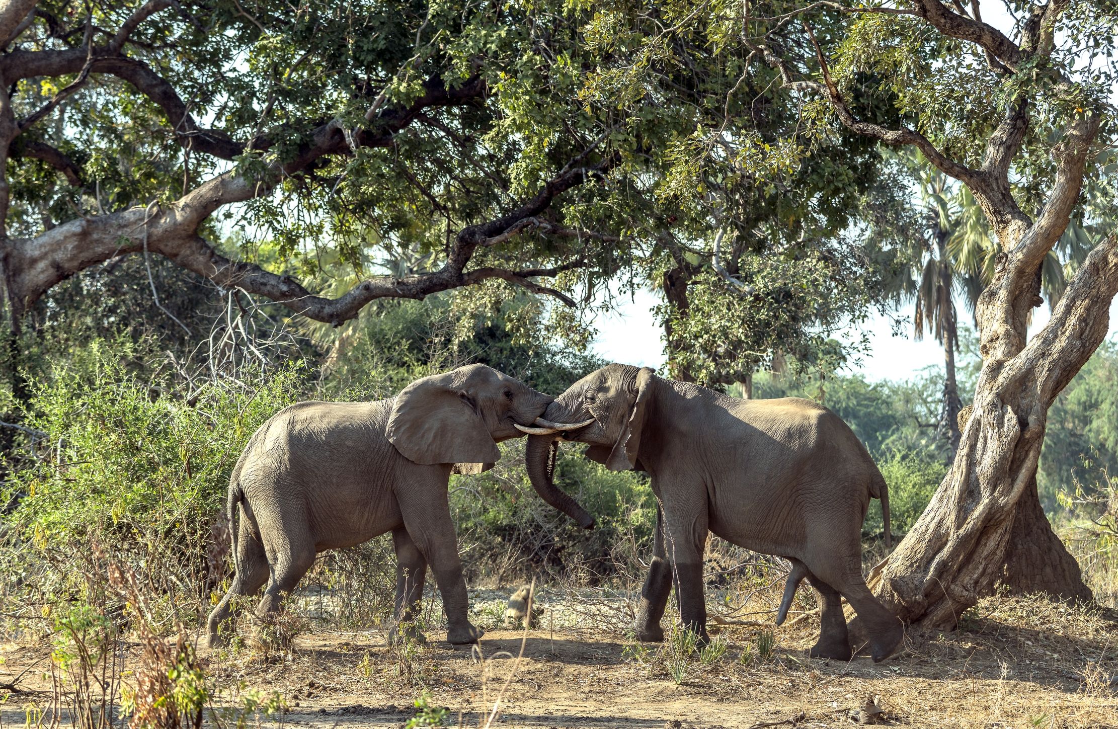Zambia 2015 - Confronti giganti