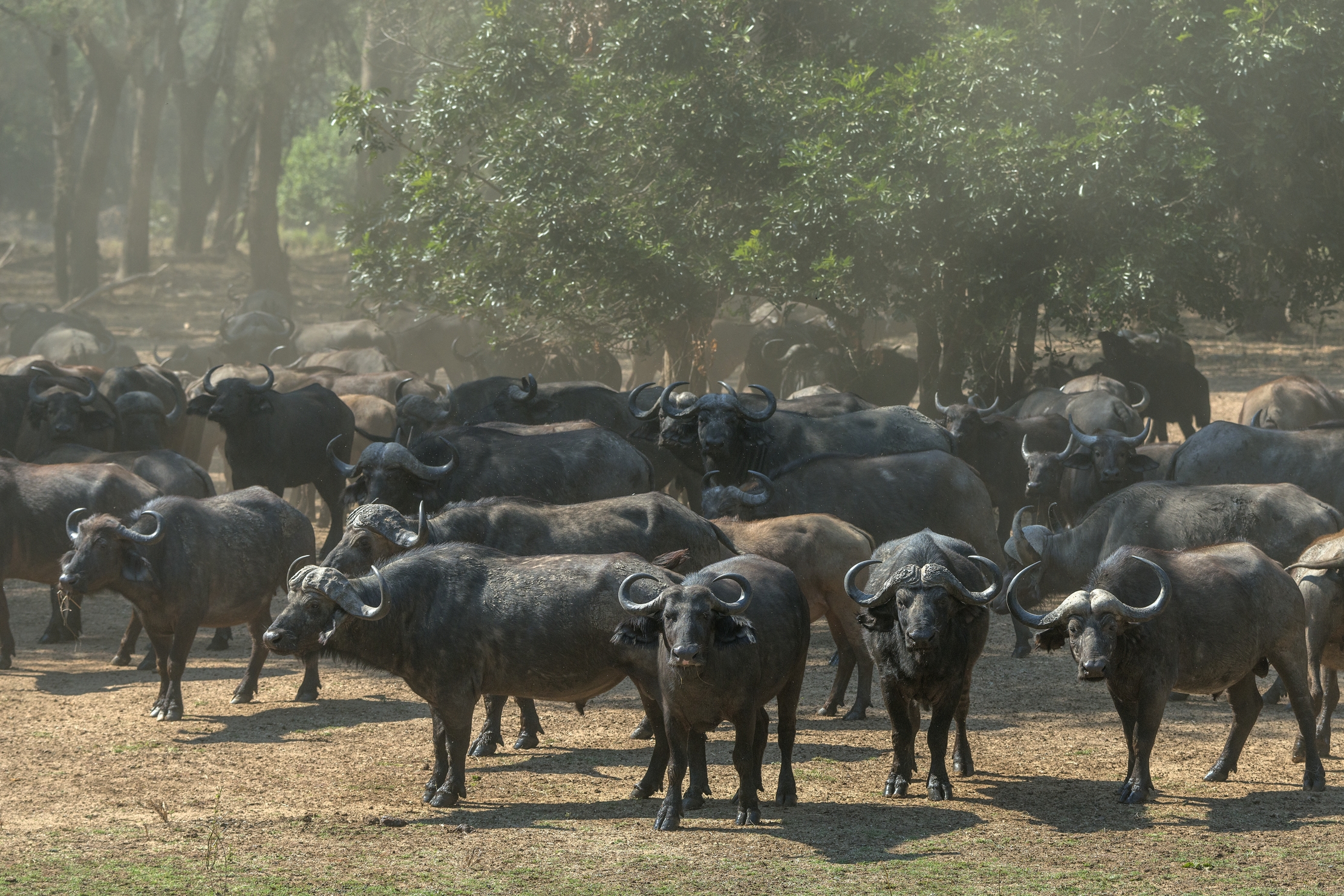 Zambia 2015 - Bufali