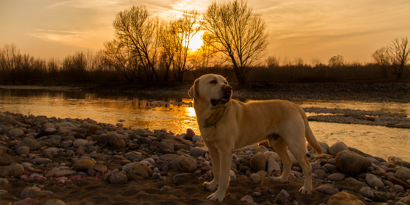 .. In honor of the police dog Diesel ..