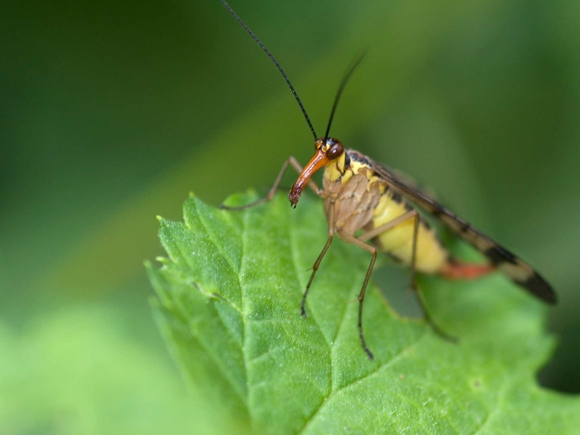 Scorpion fly