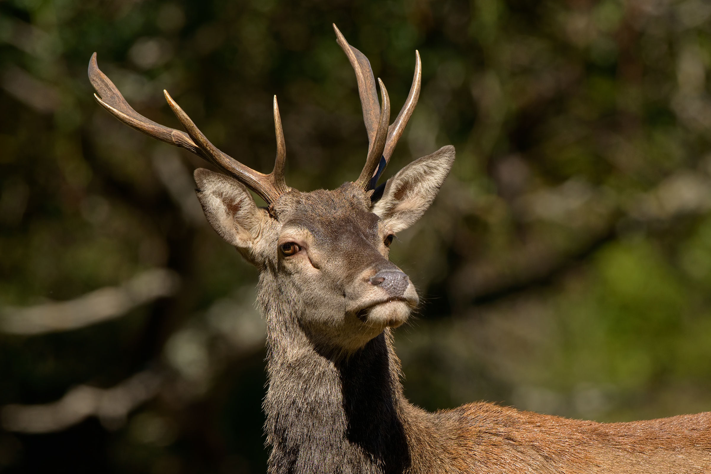 ritratto di cervo sardo