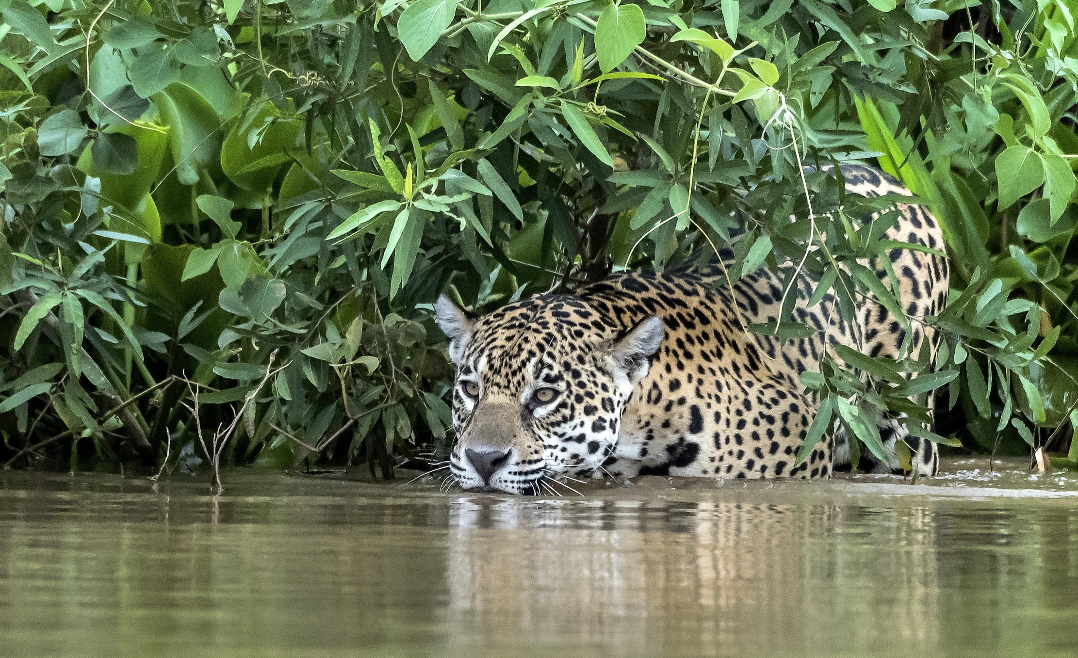 Pantanal 2015 - Jaguar
