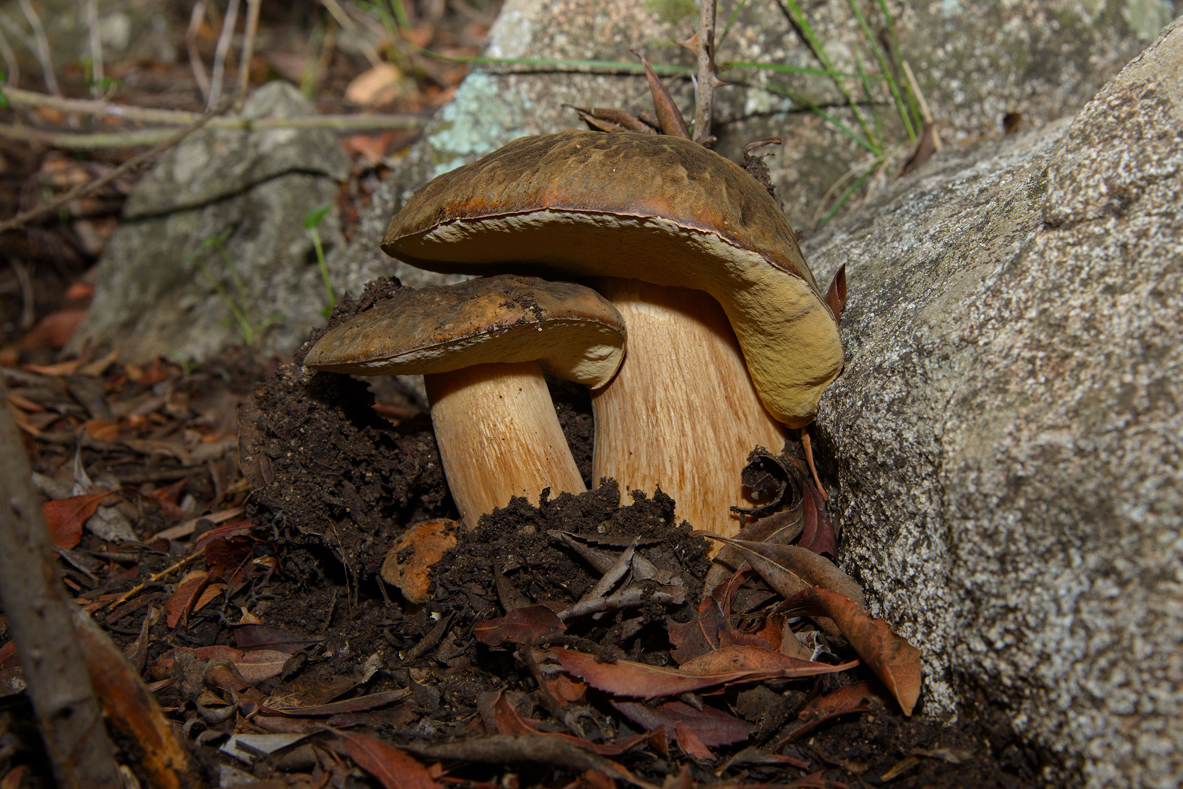 il 'triplete' - porcino nero (Boletus aereus)