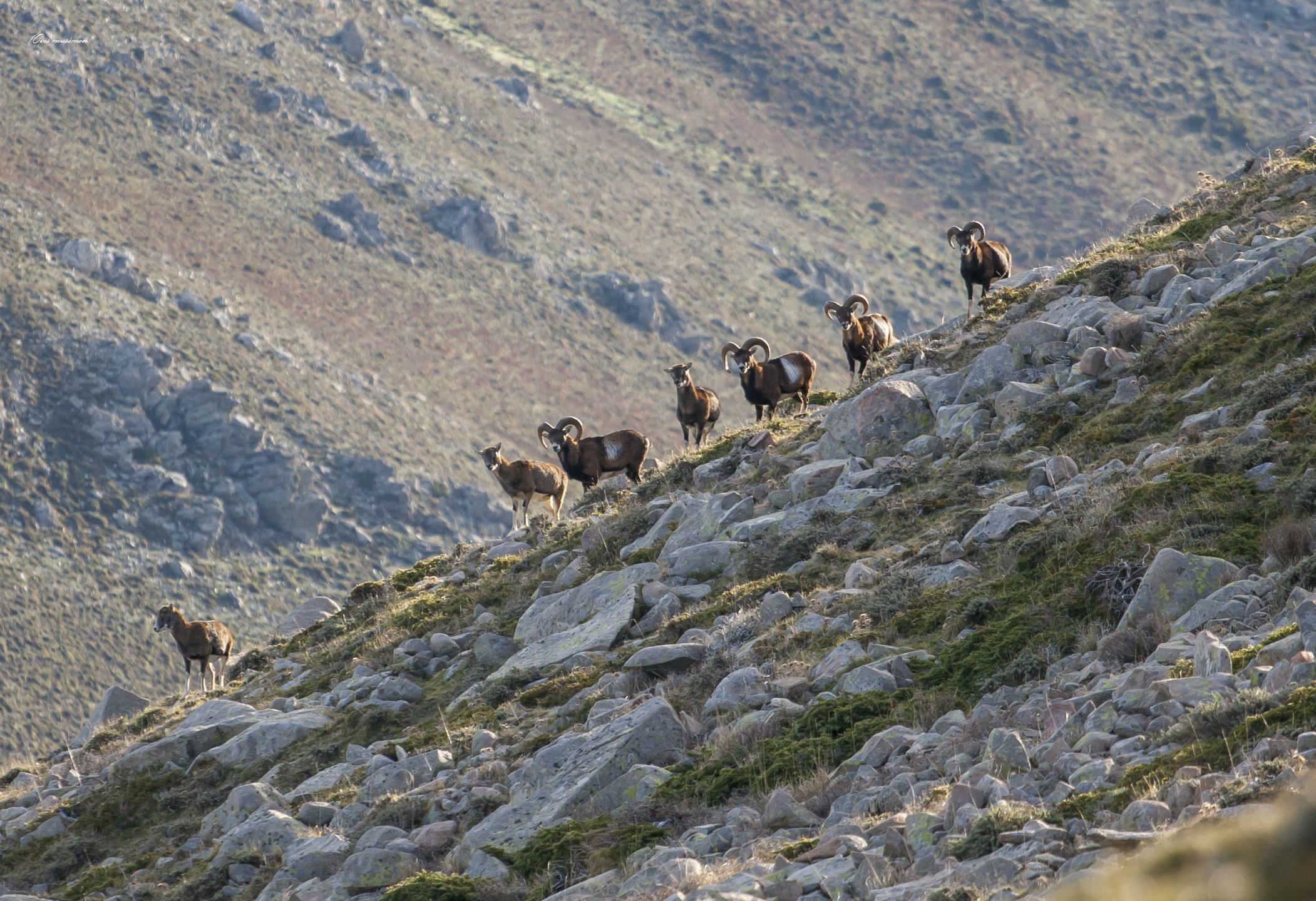 Ovis musimon (Sardinian mouflon)